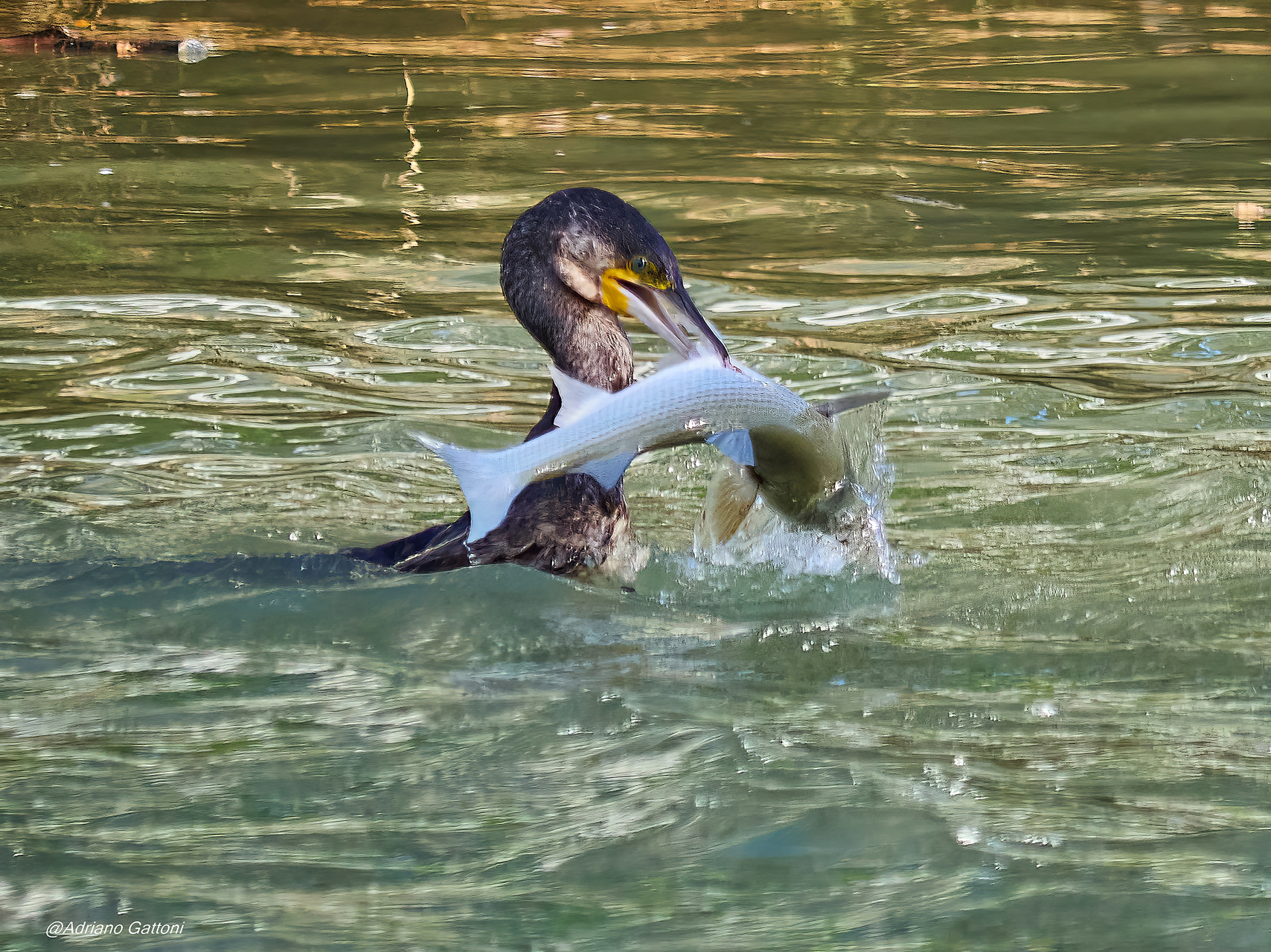 Questa sera ... pesce a cena