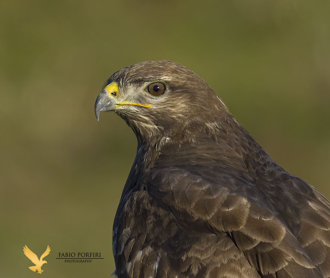 quando sei vicino ad un albero e poi arriva una poiana