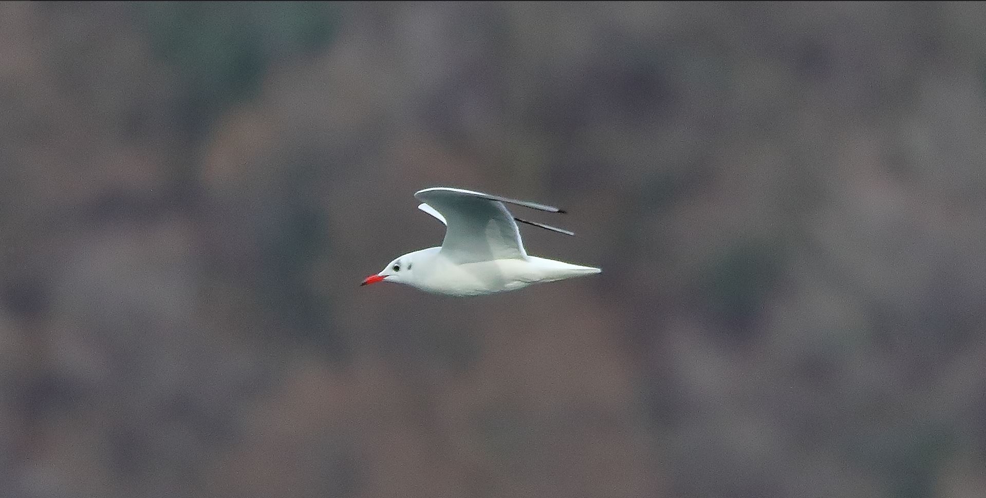 gabbiano terrestre 11-01-2023