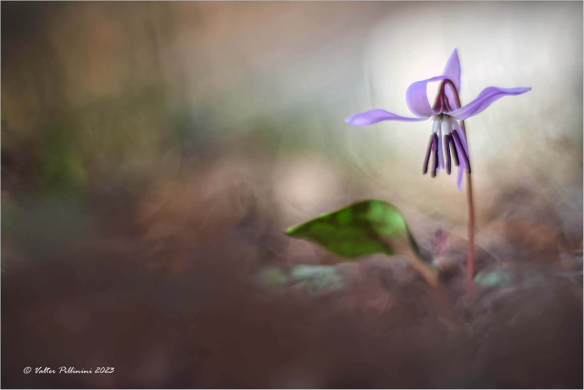 Erythronium dens-canis.