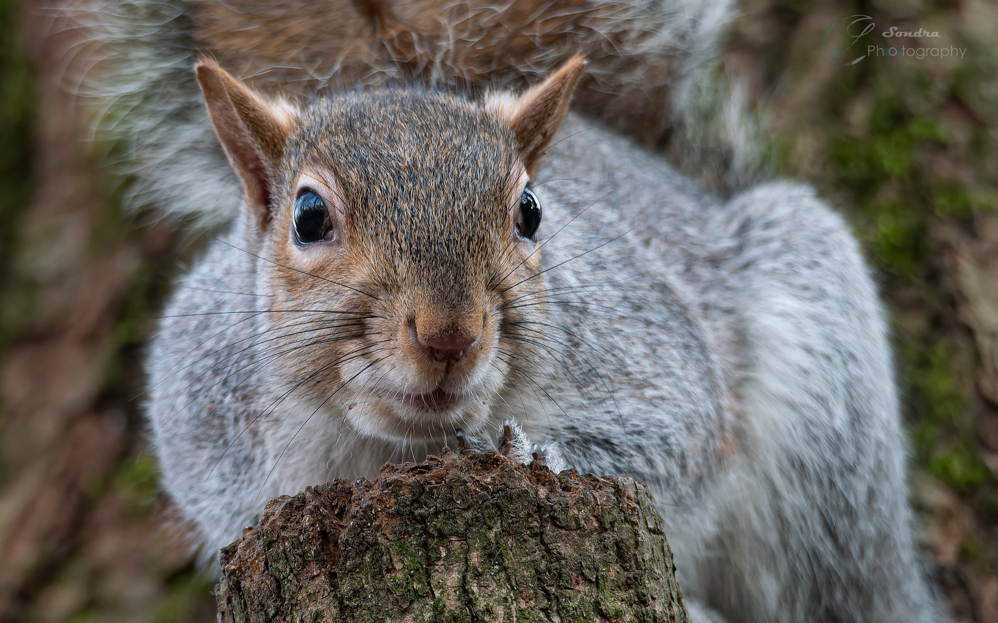 I STARE AT YOU BECAUSE I WANT A WALNUT and you don't give it...