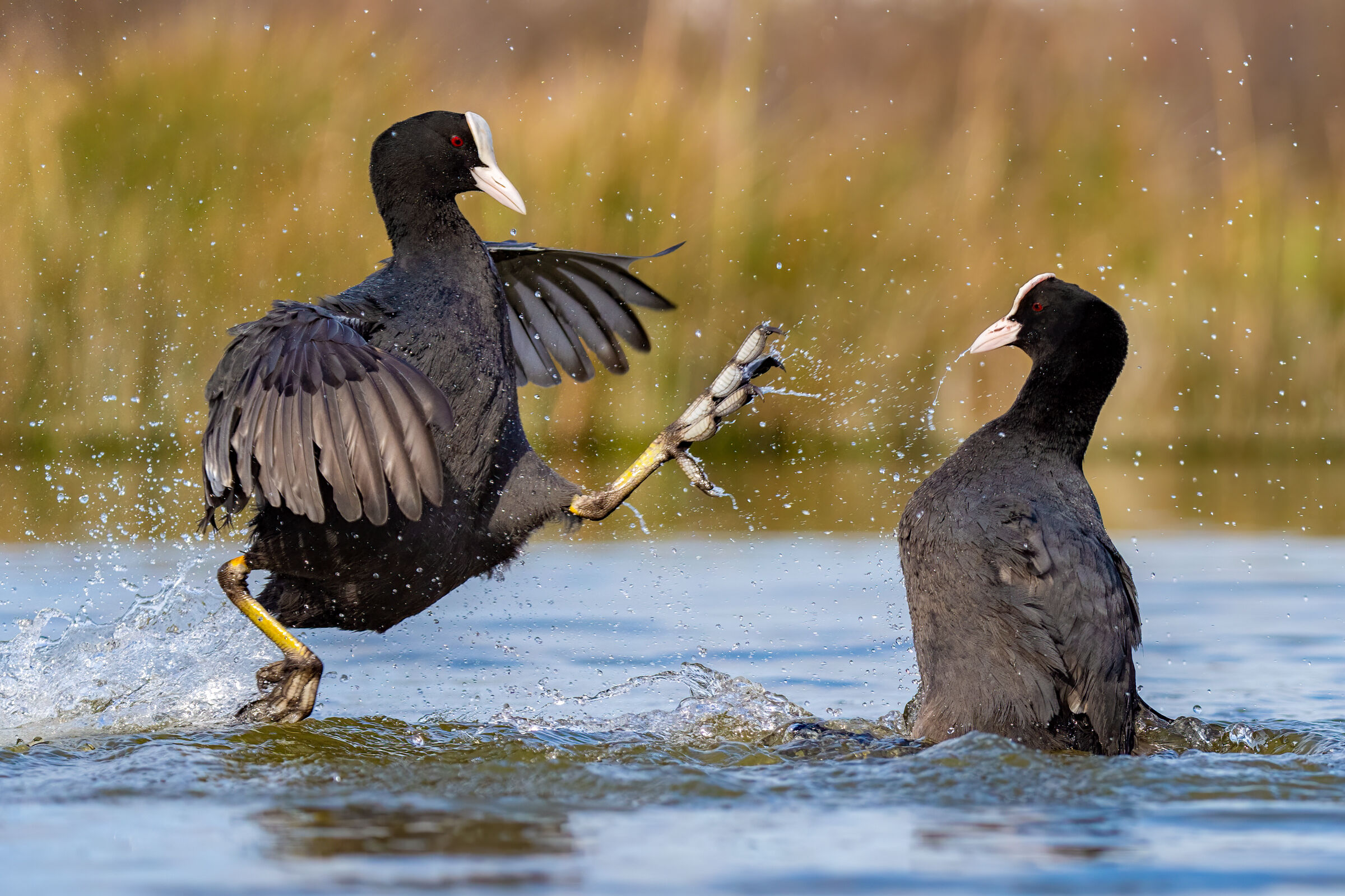 Folaghe (Fulica atra)