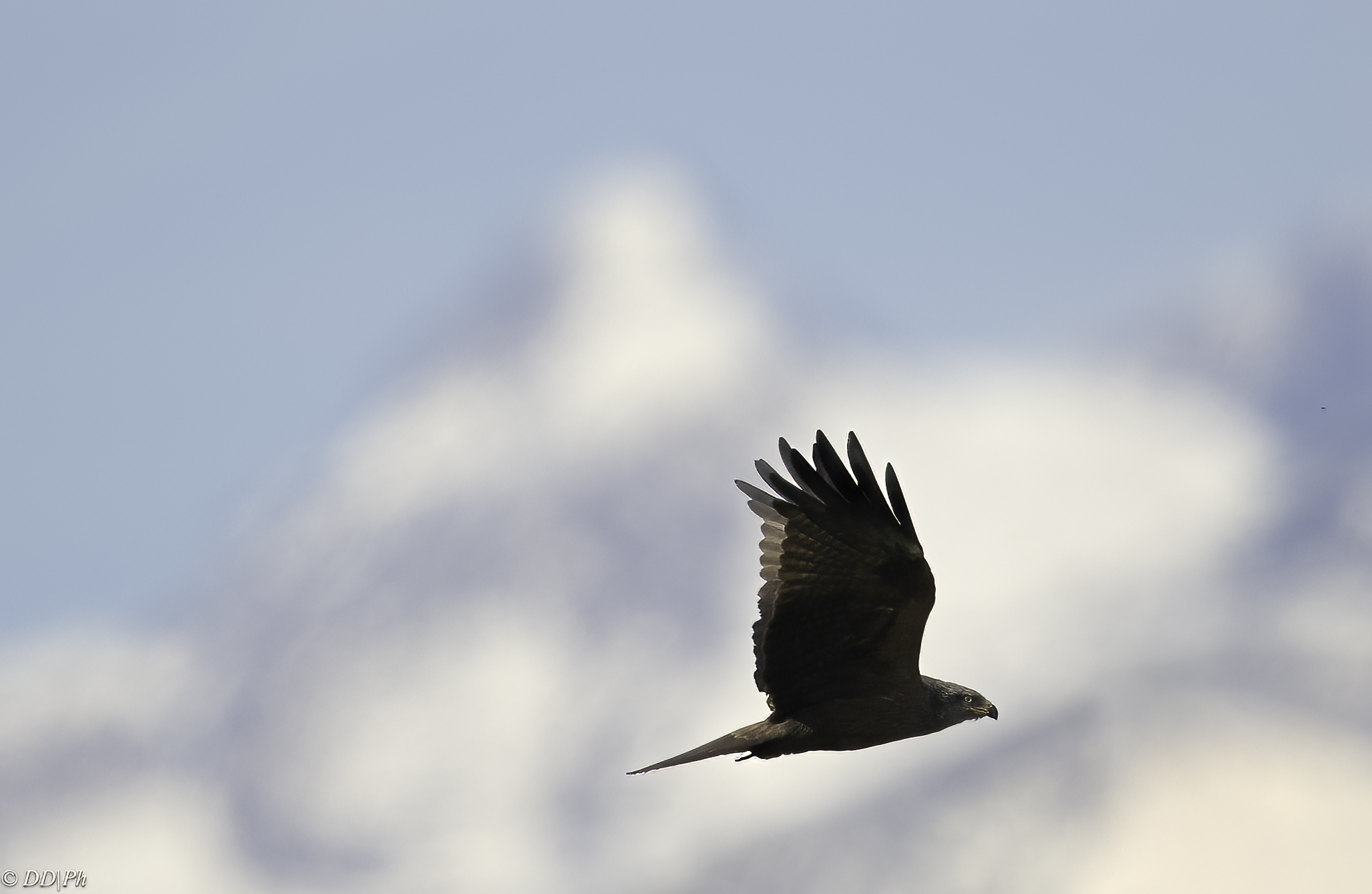 Black kite
