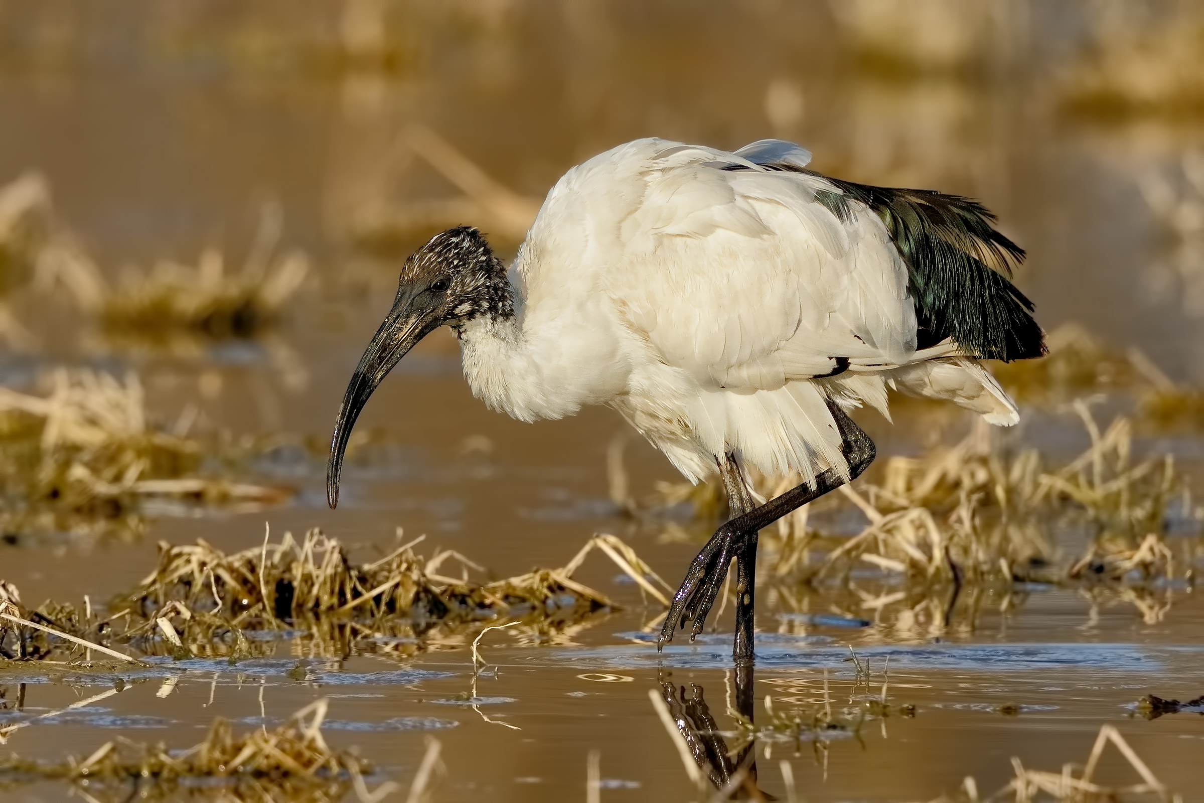 Ibis