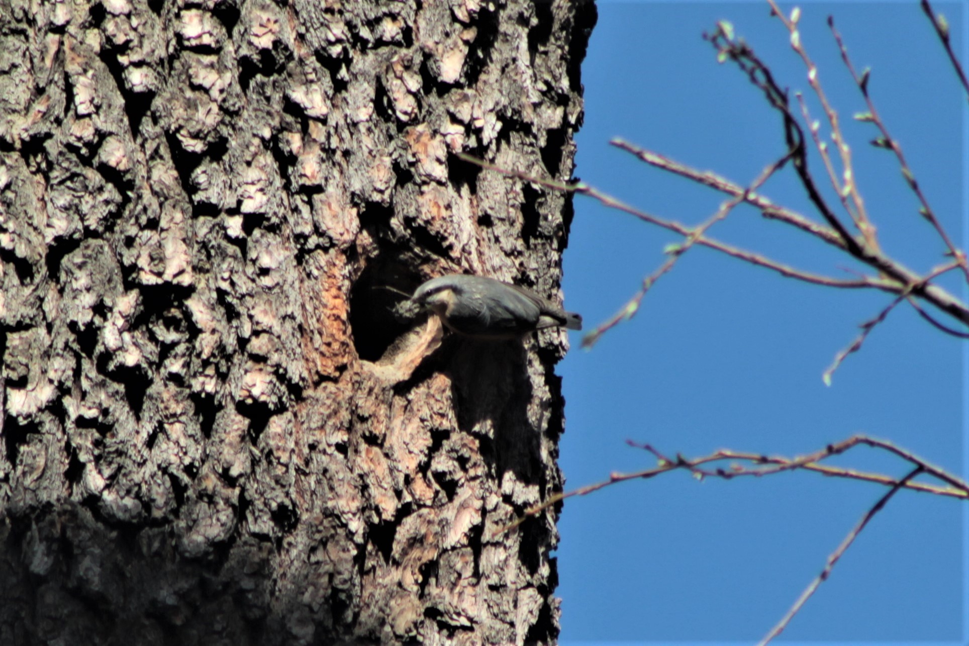 Nuthatch at work