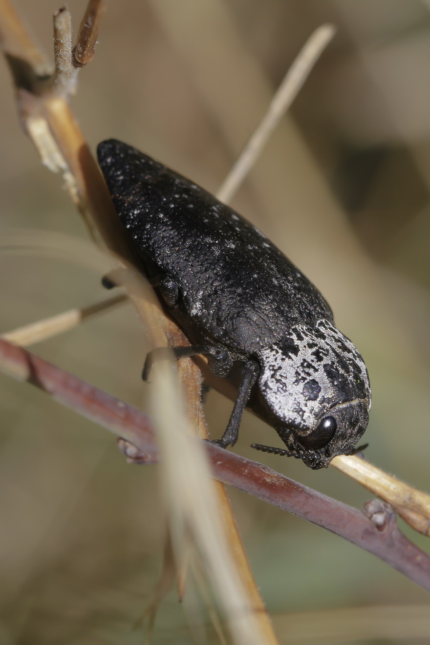 Capnodis tenebrionis