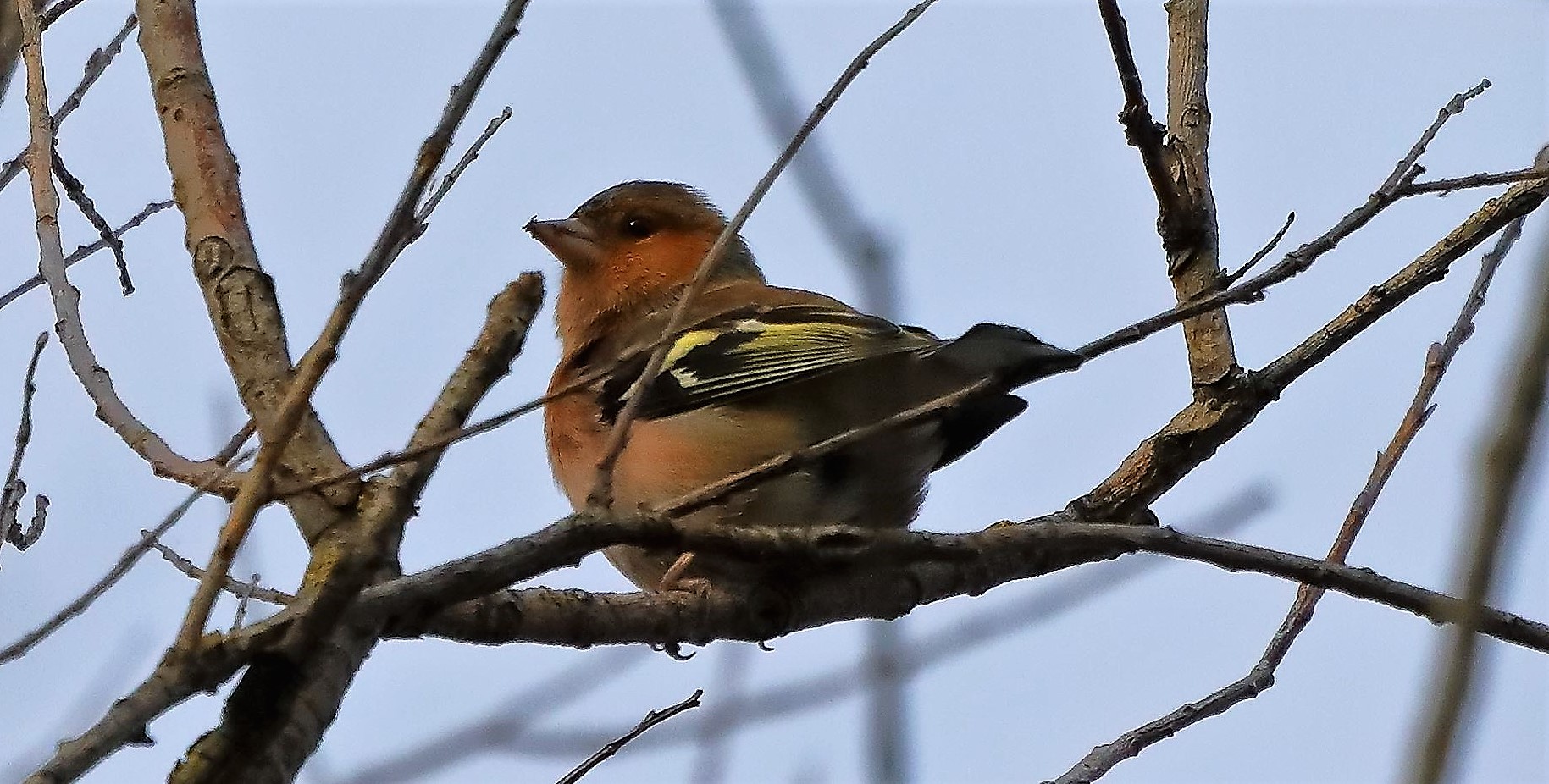 Fringuello 11-01-2023