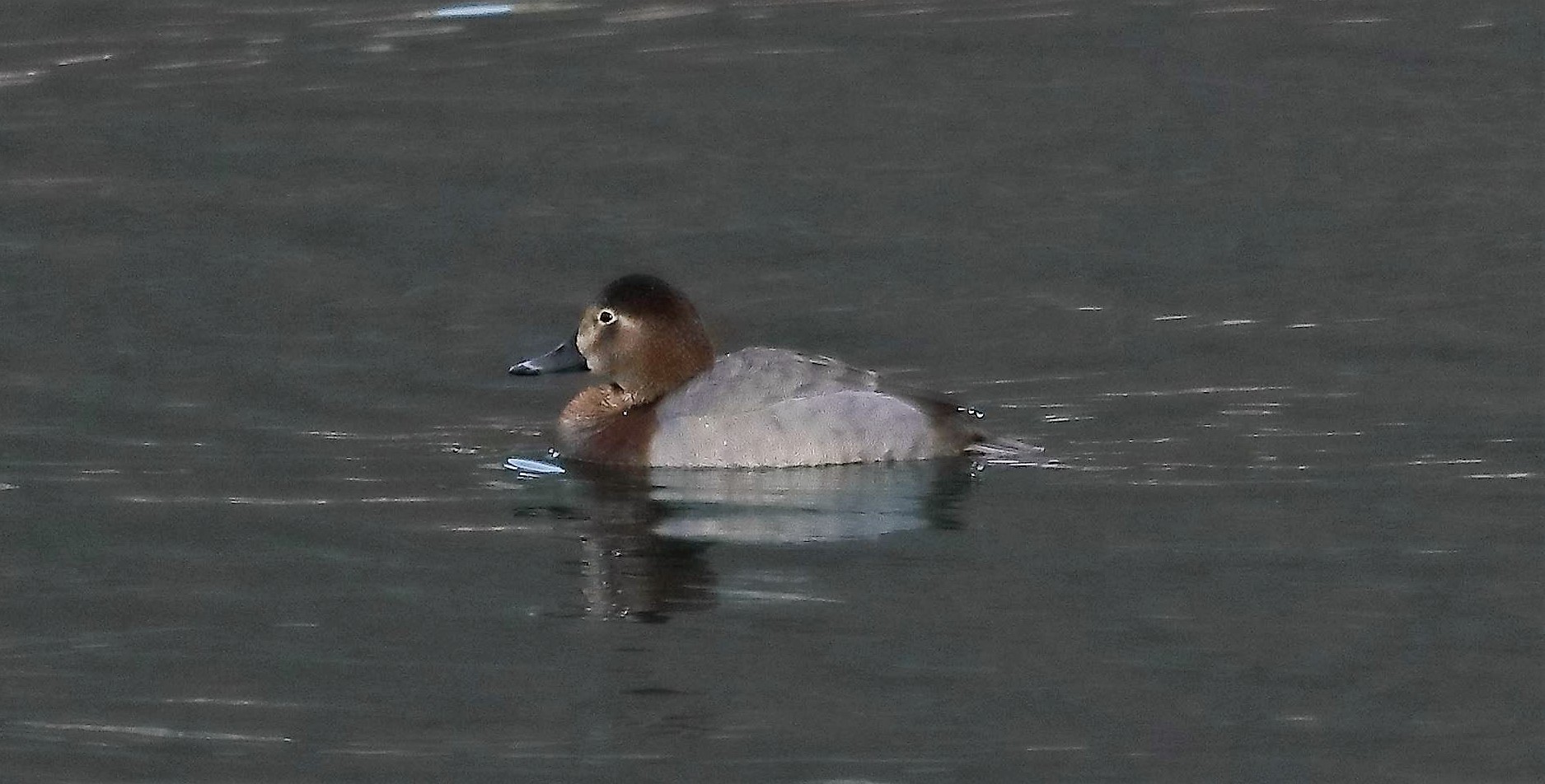 Moriglione 11-01-2023