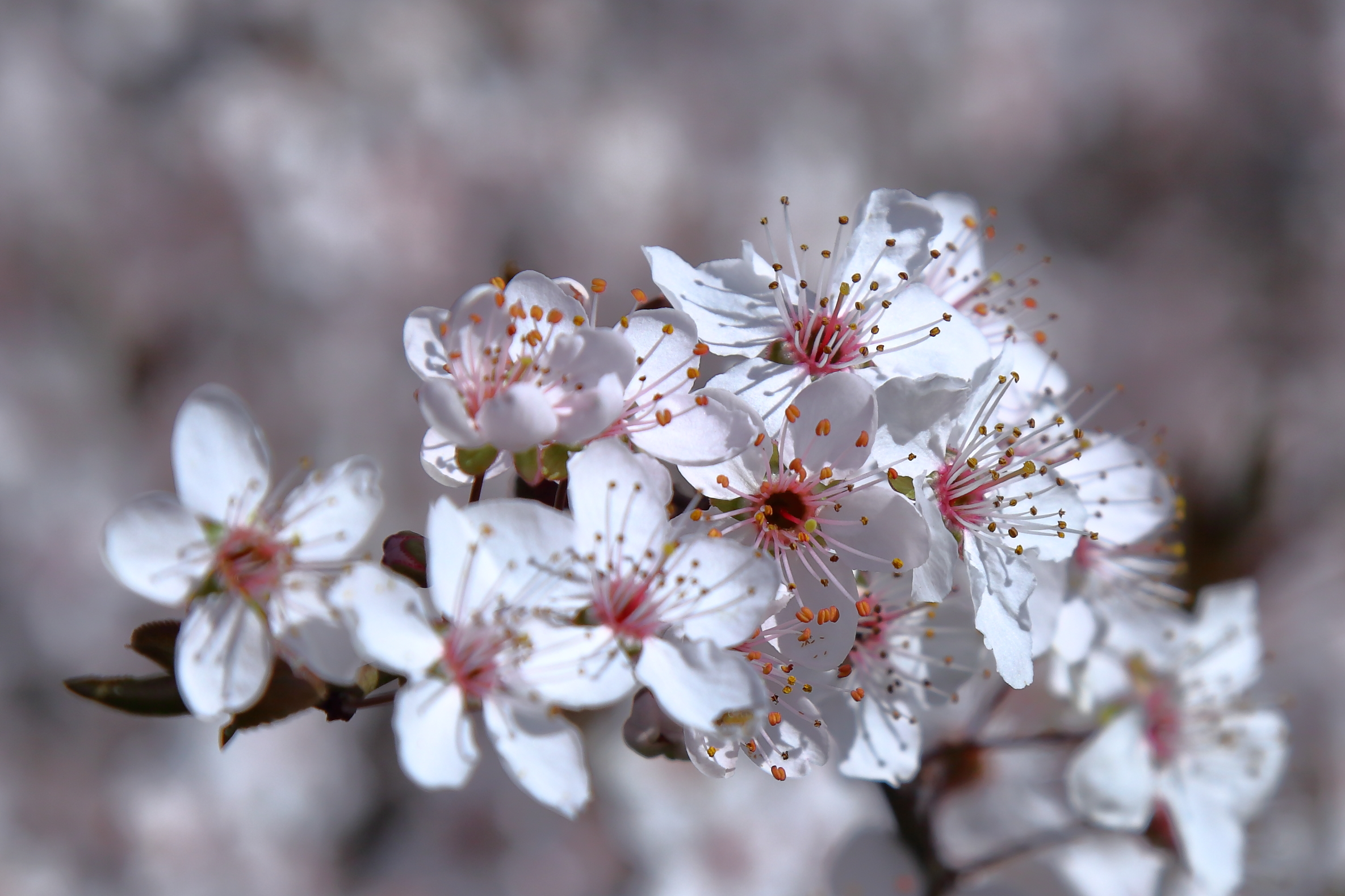 Primavera fuoriporta