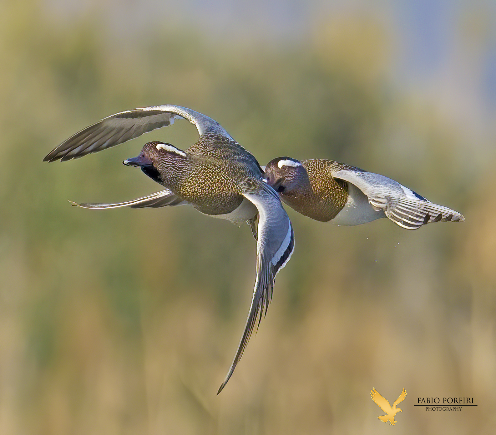 marzaiole - maschi - lotta per la femmina (che guarda)