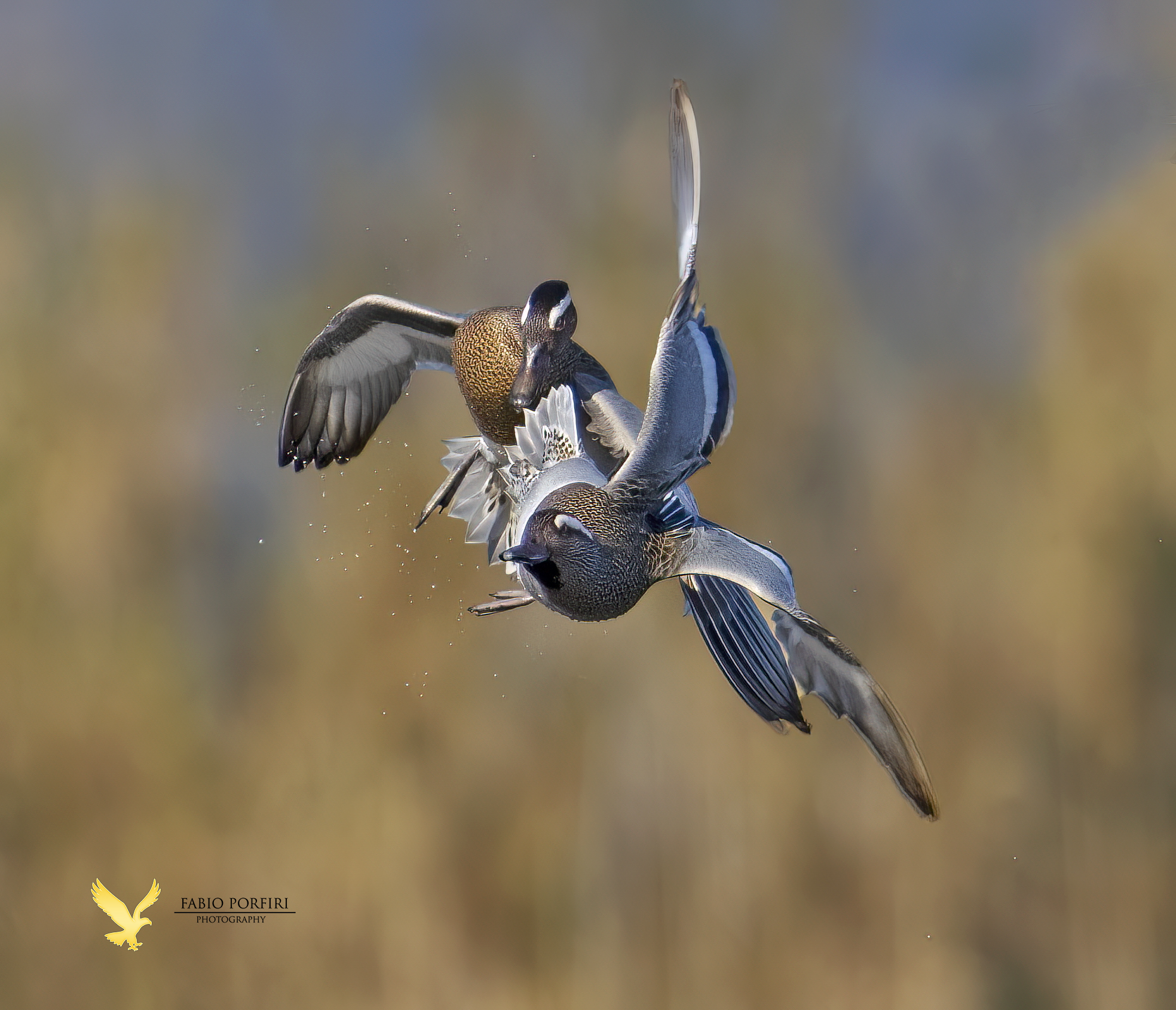 continua a beccare....