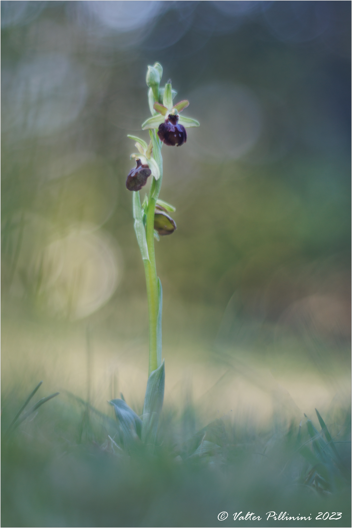 Ophrys sphegodes.