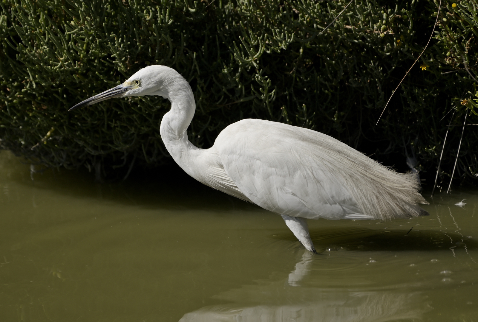 Egret