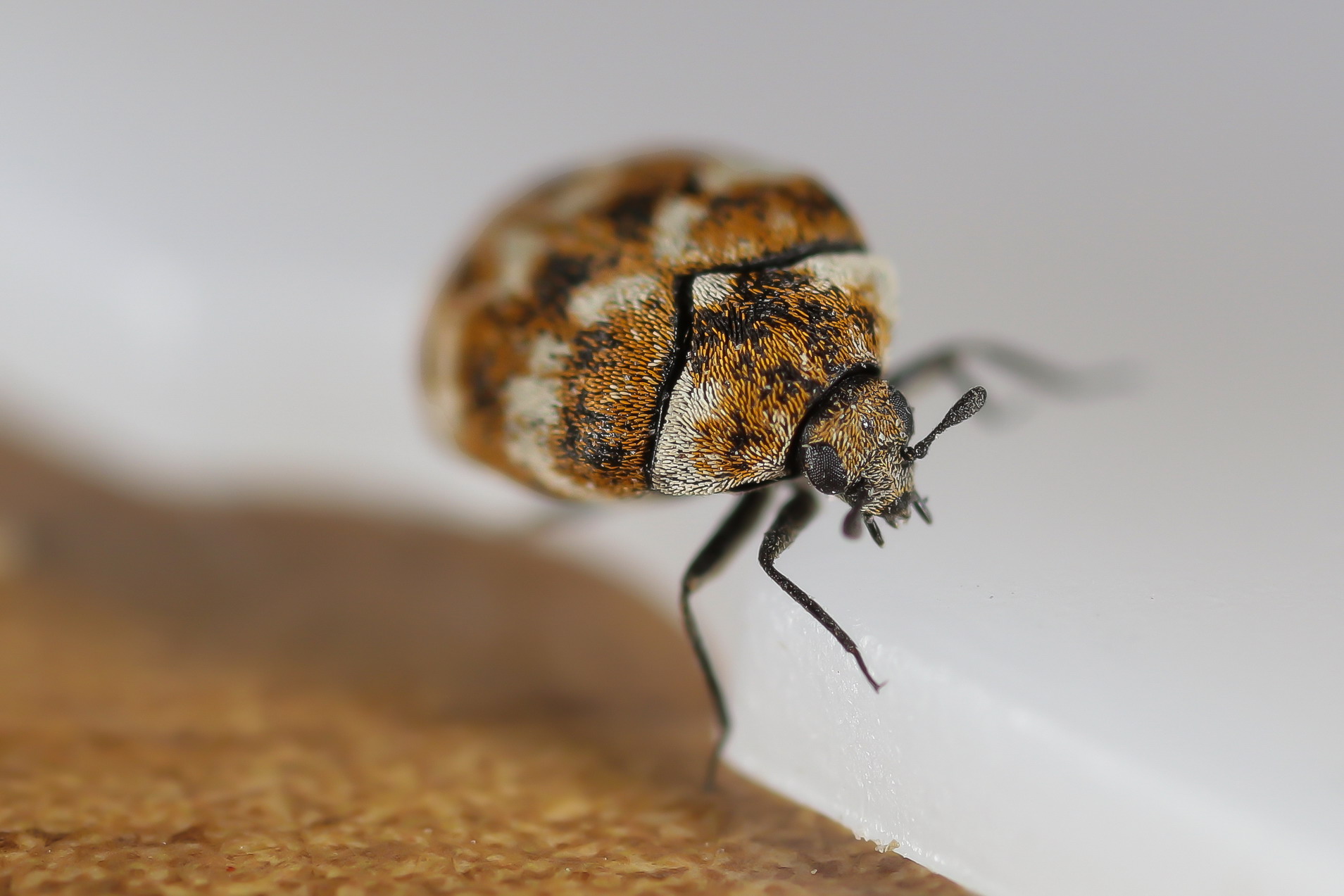 Anthrenus (Nathrenus) mulleins