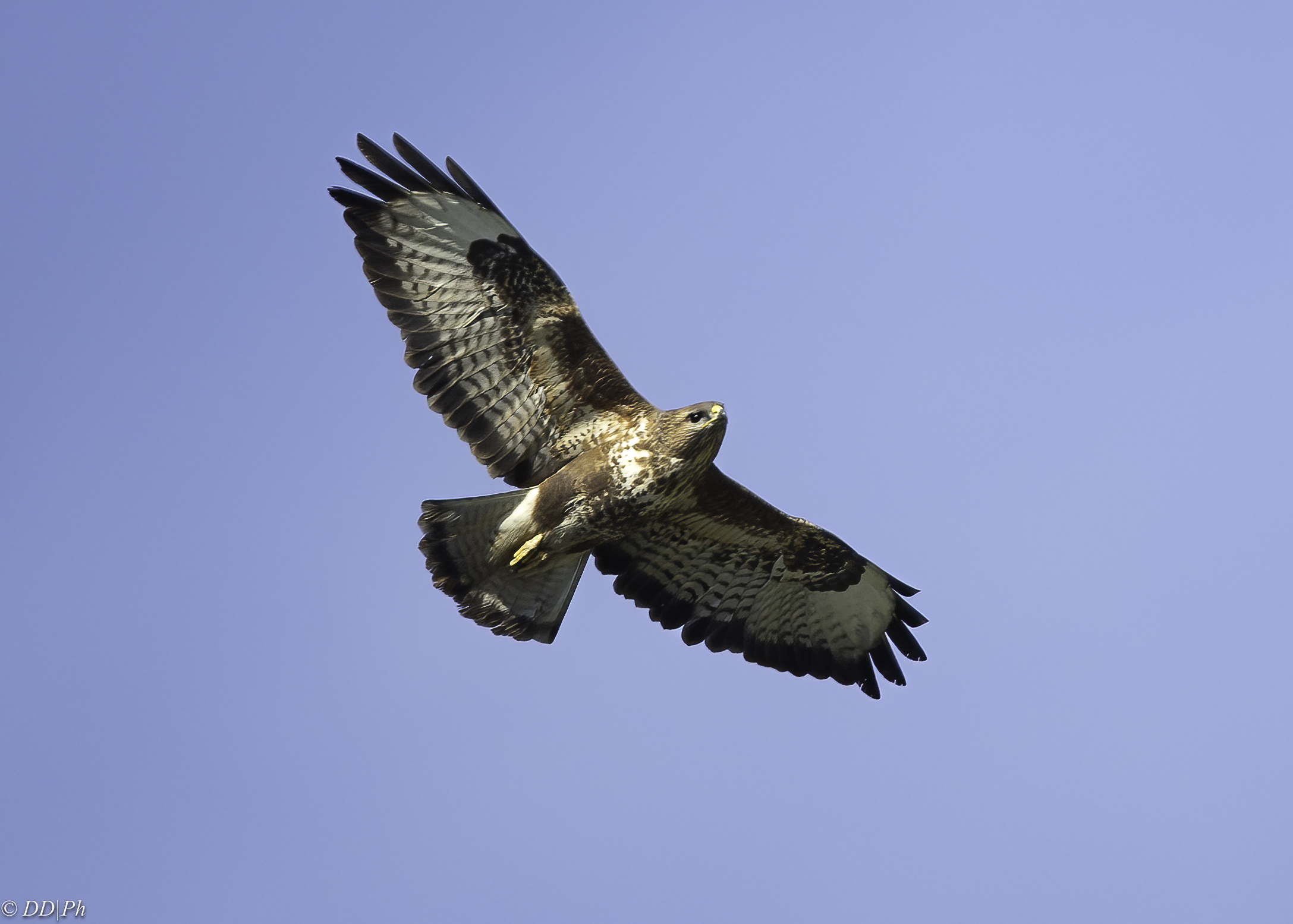Buzzard