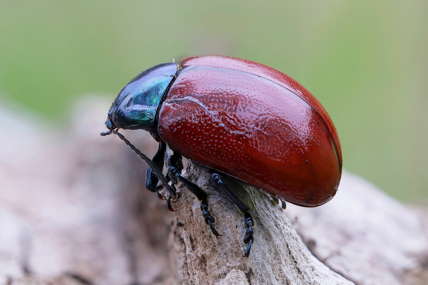 Chrysolina grossa
