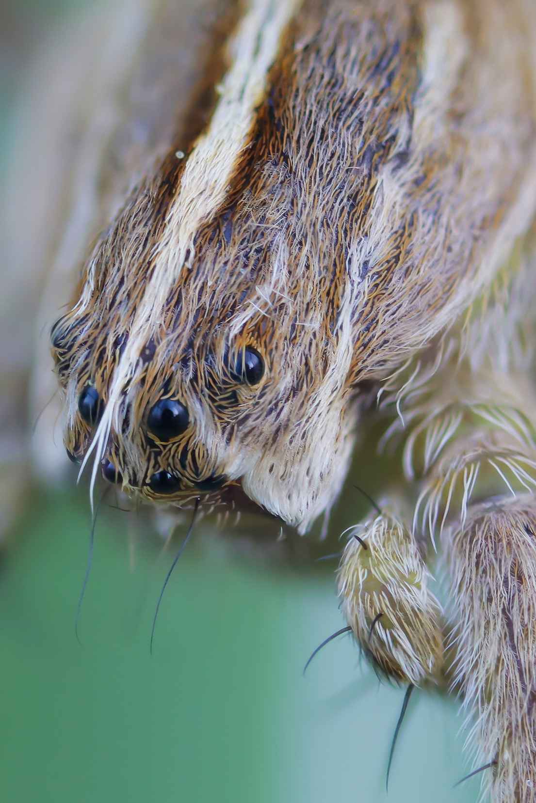 First floor of Pisaura sp.