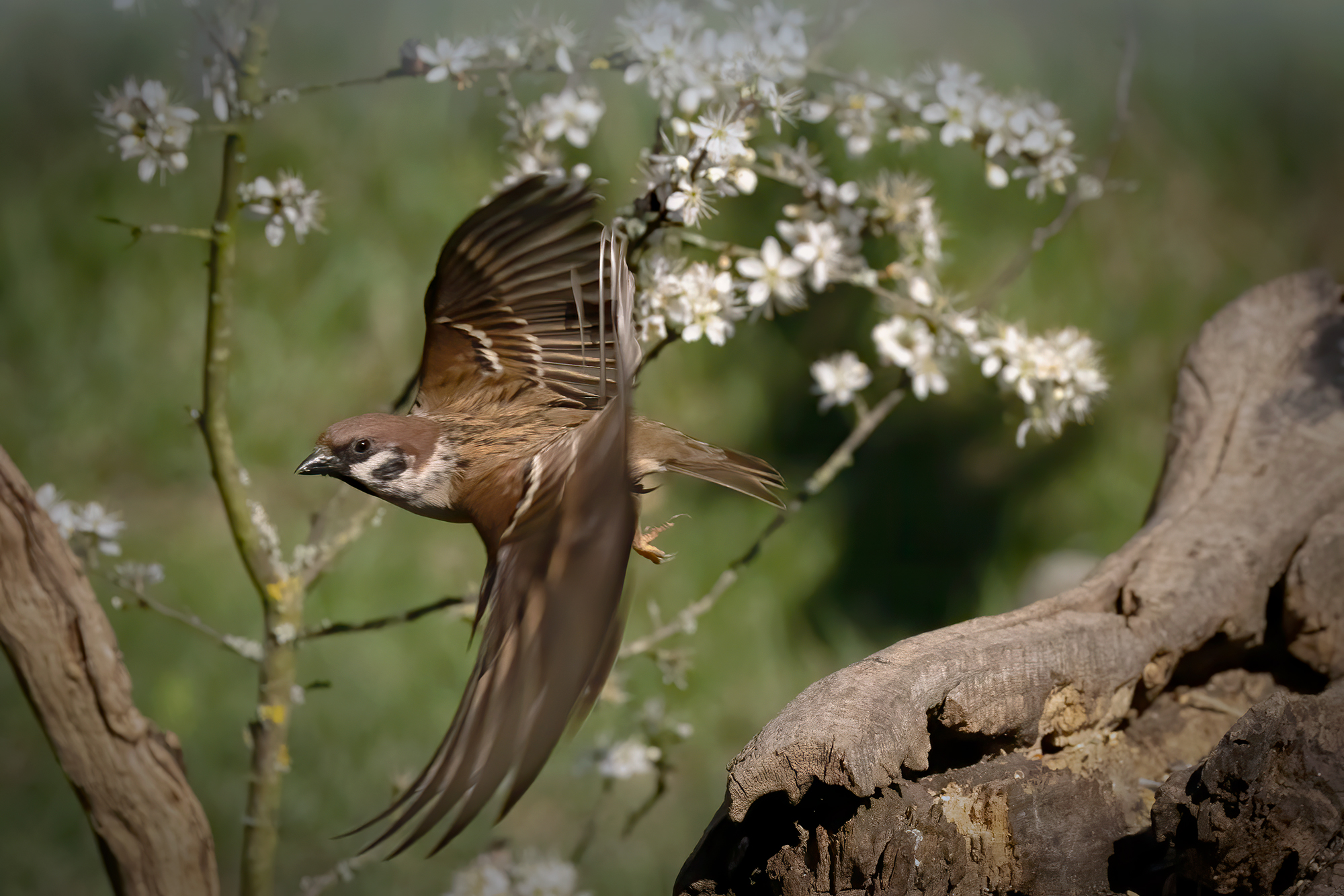 Effetto rolling shutter