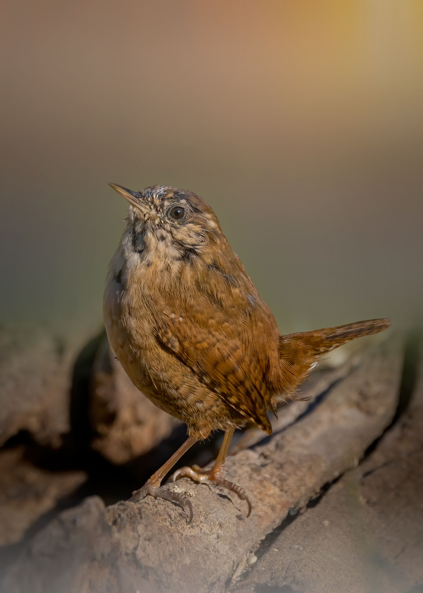 Scricciolo (Troglodytes troglodytes)
