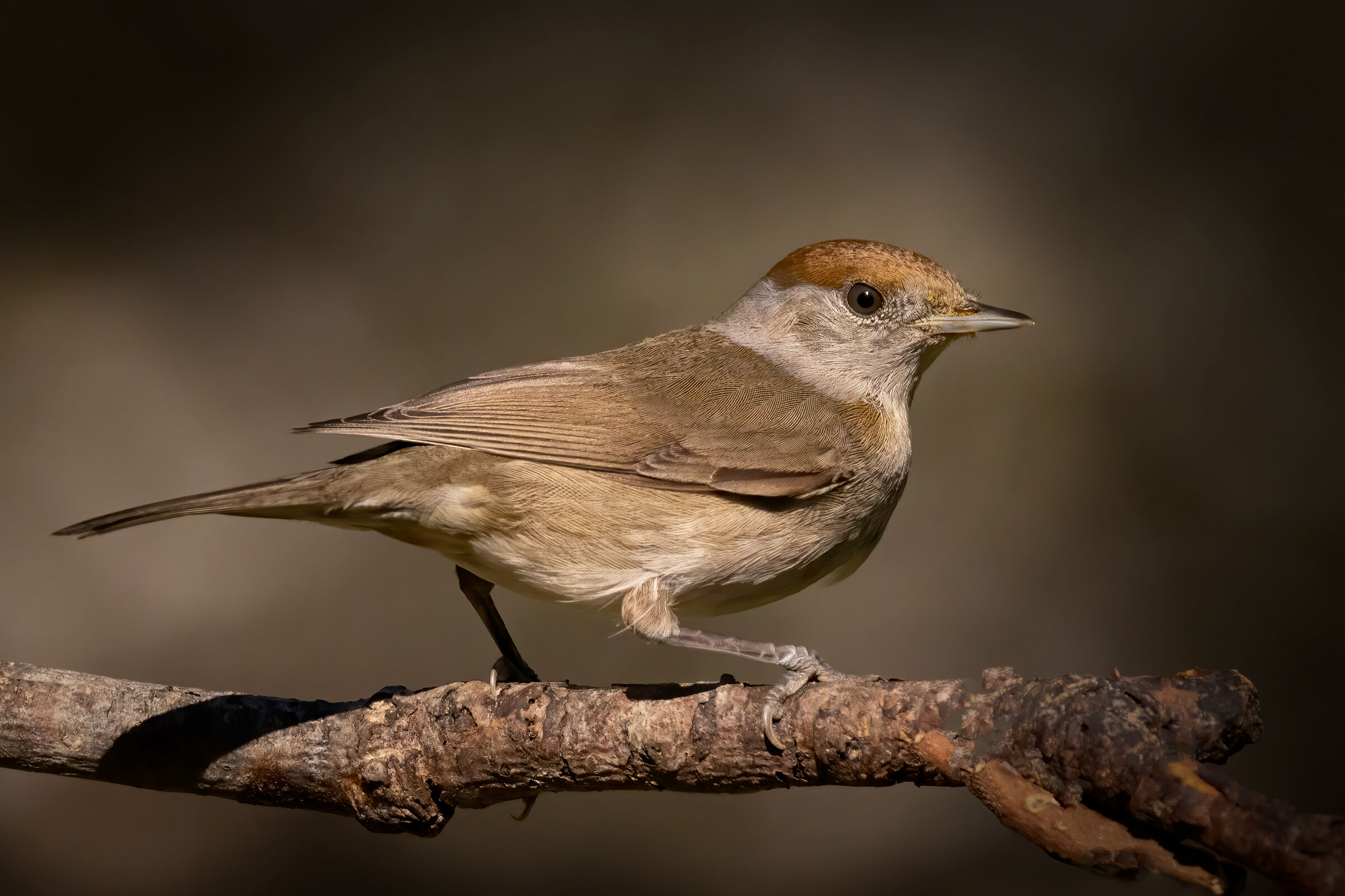 Capinera (Sylvia atricapilla) &female;