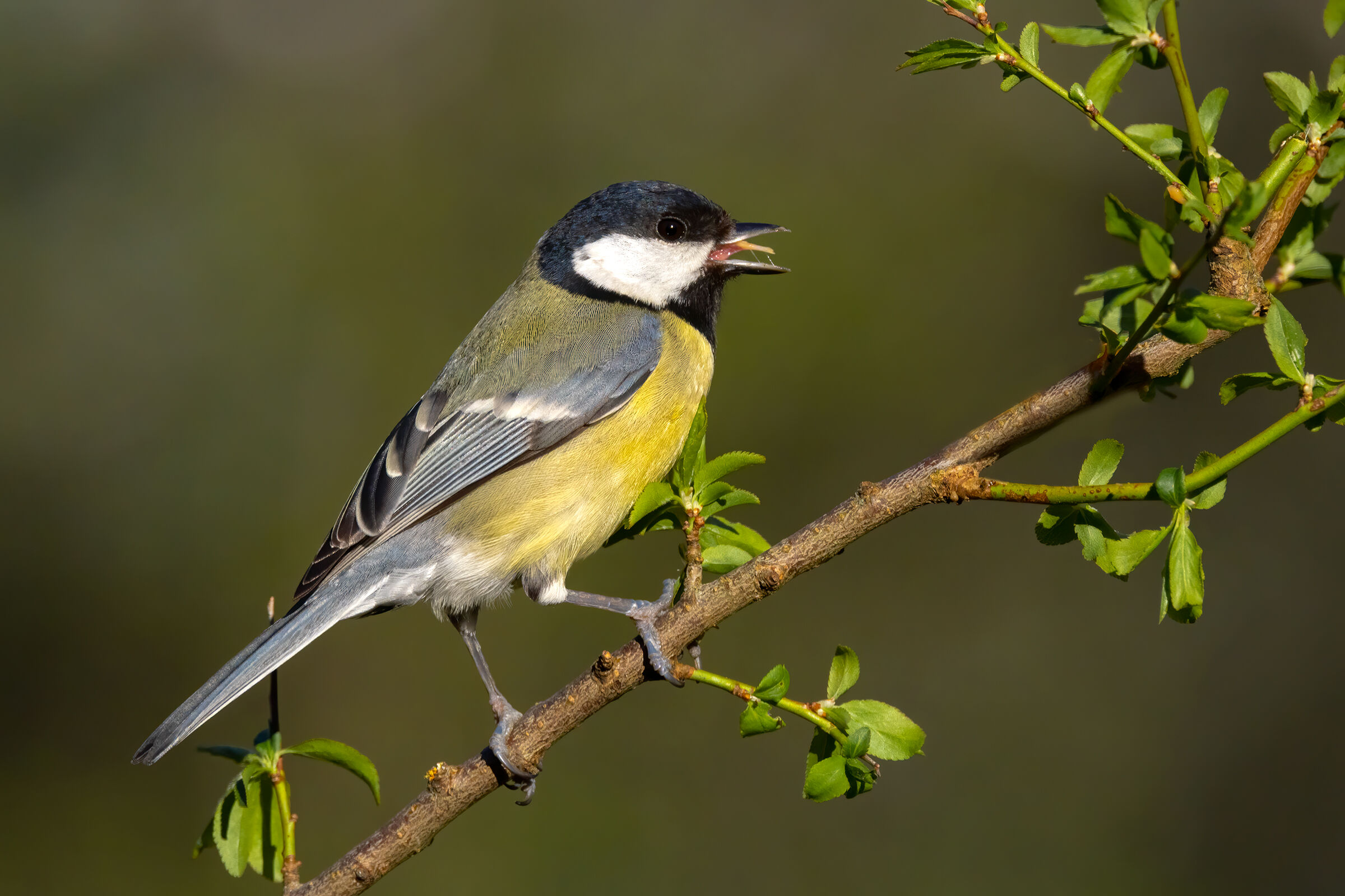 Cinciallegra (Parus major)