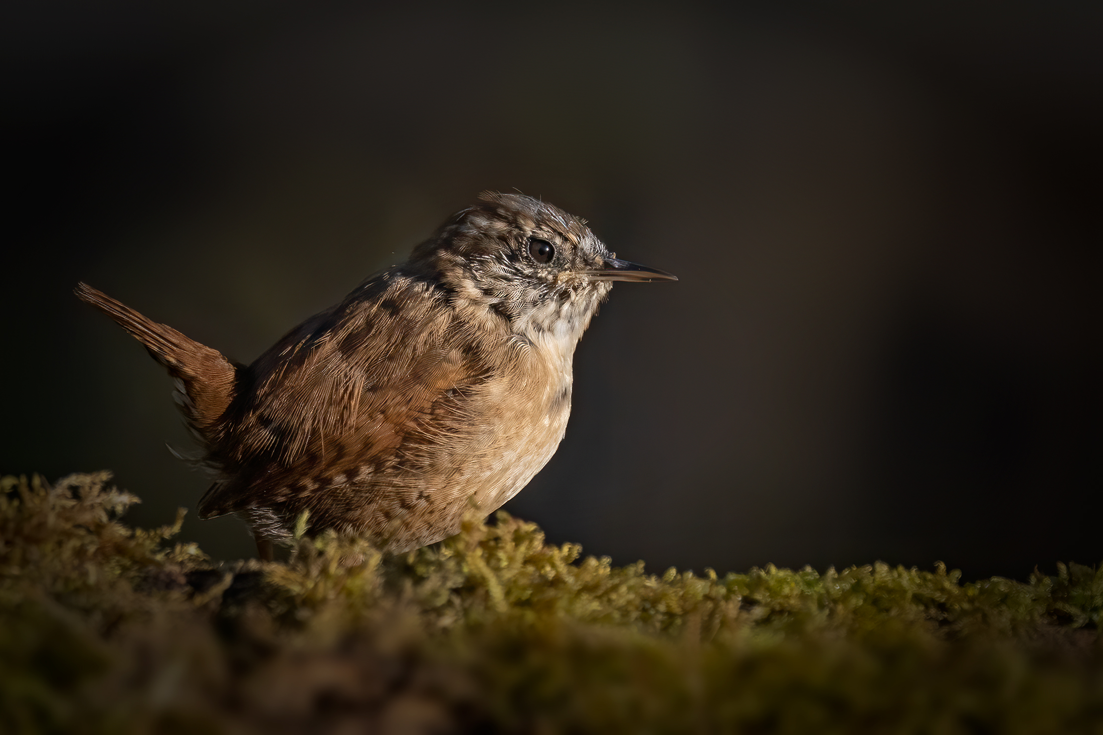 Scricciolo (Troglodytes troglodytes)