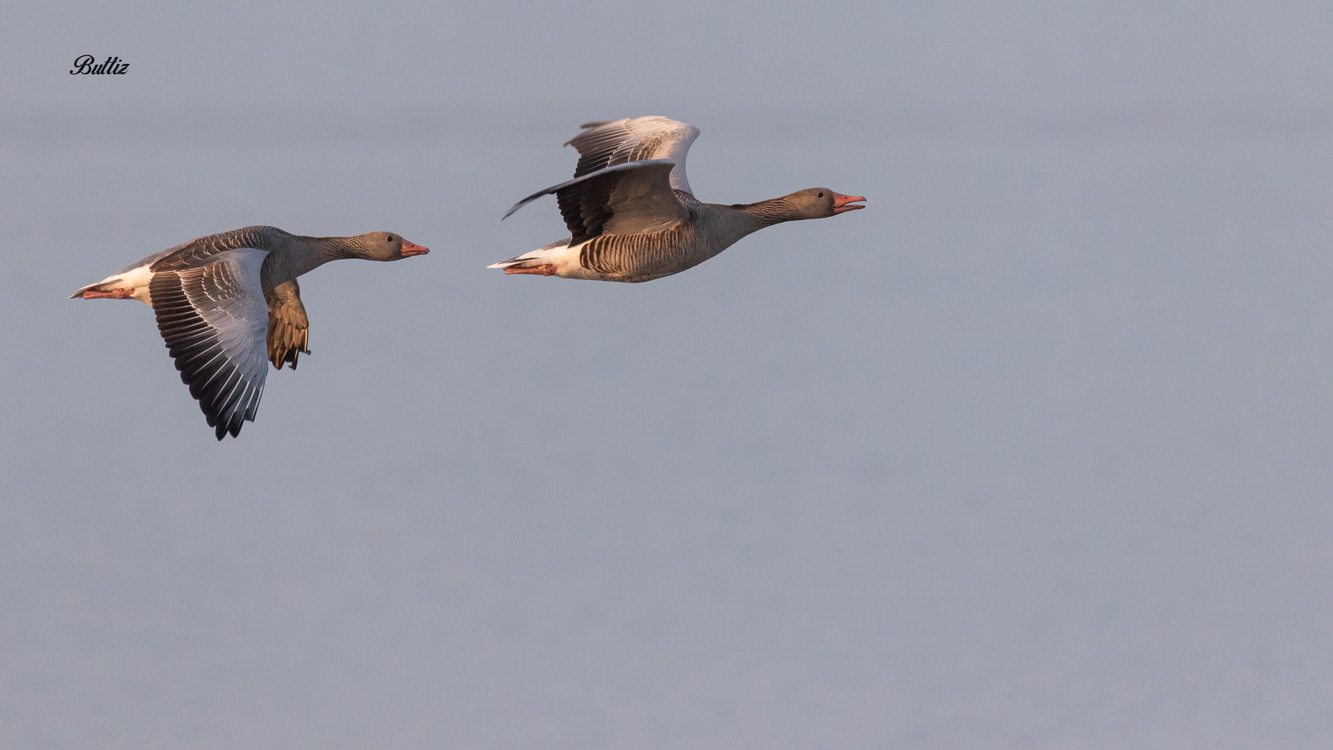 Coppia di Oche selvatiche