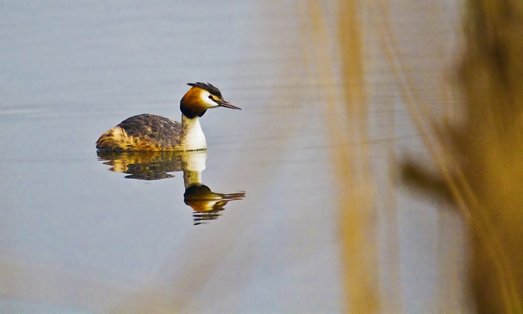 grebe