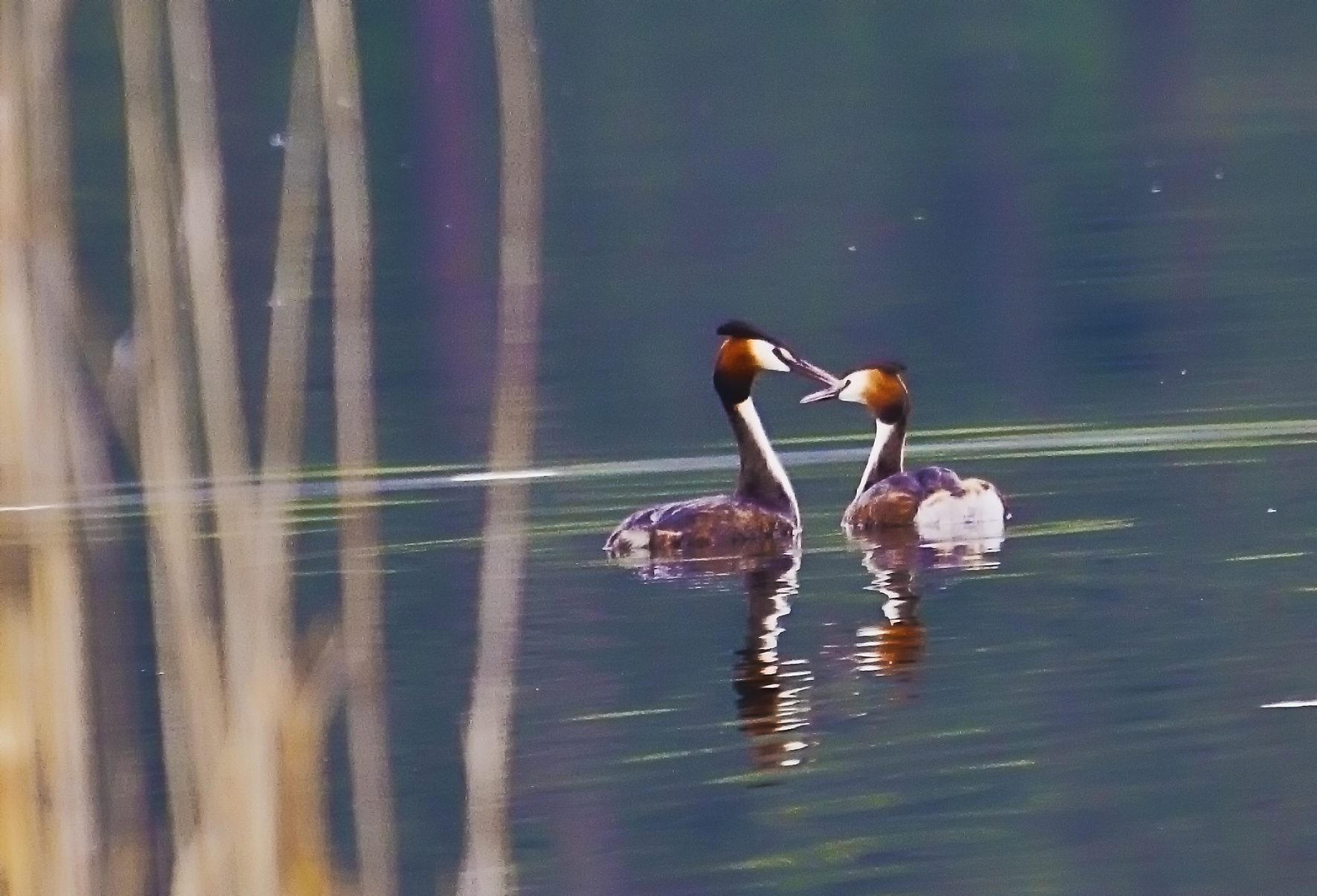 Grebes in love