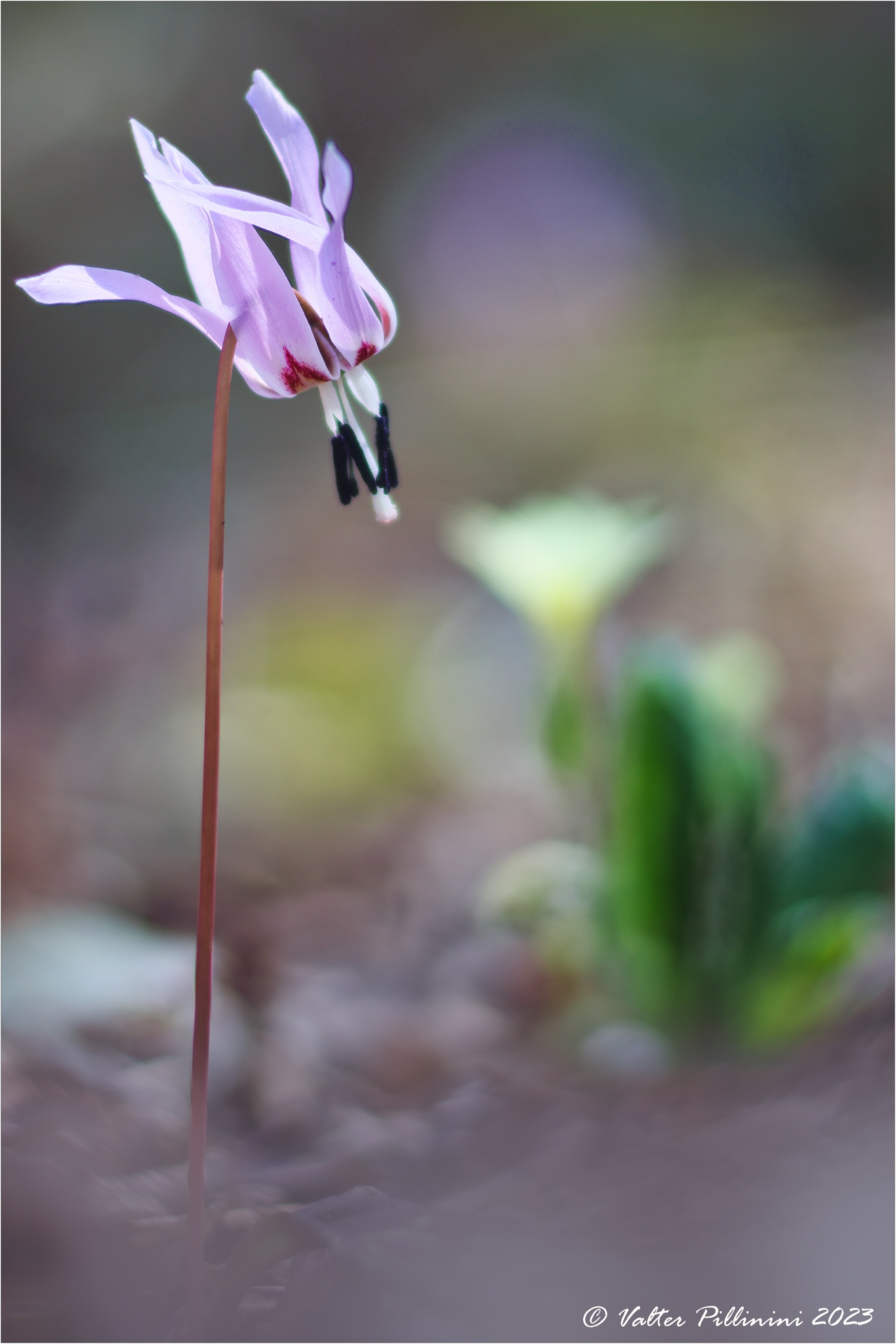 Erythronium dens-canis.