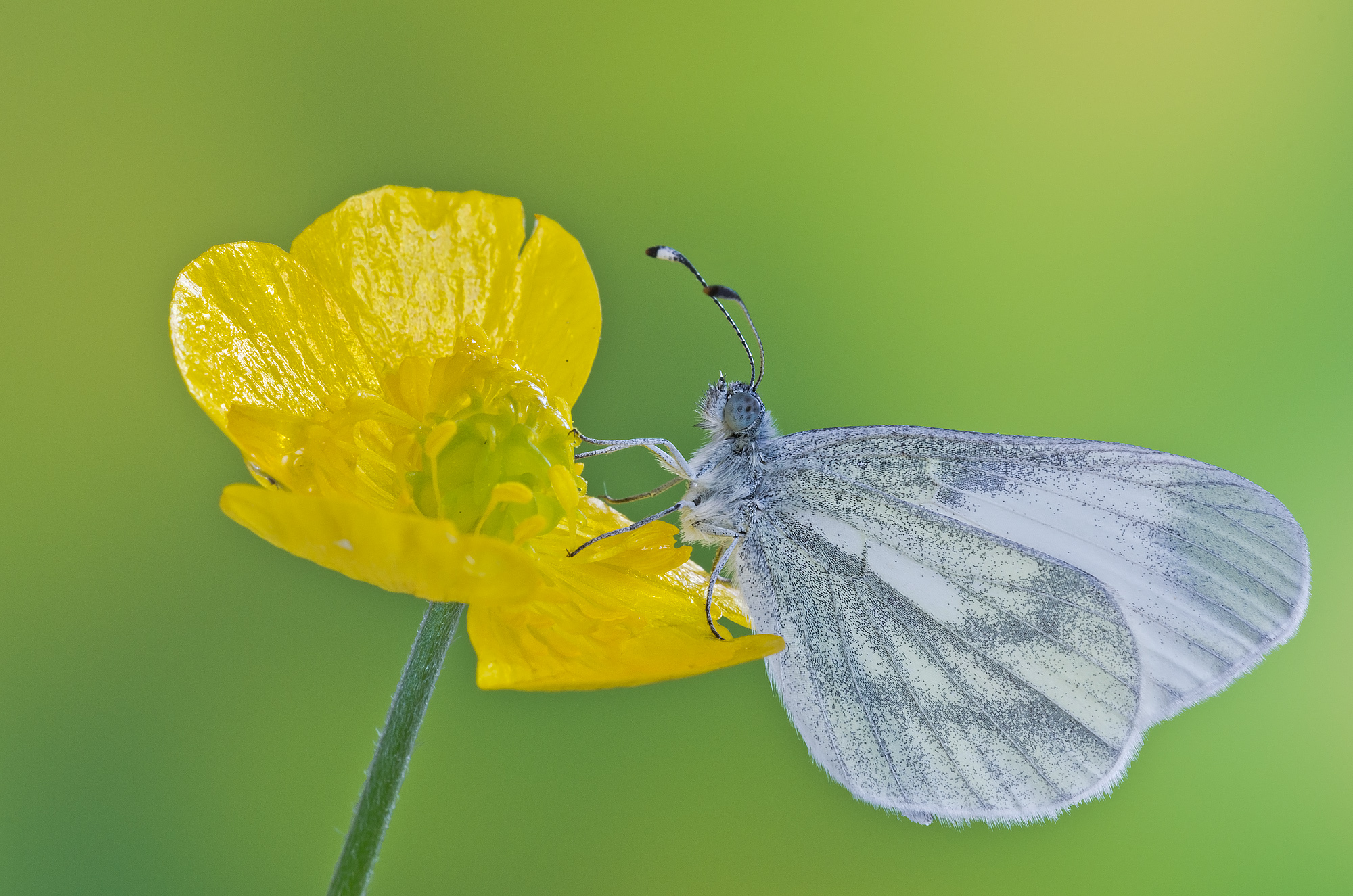 Leptidea sinapis (Linnaeus, 1758) - Pieridae