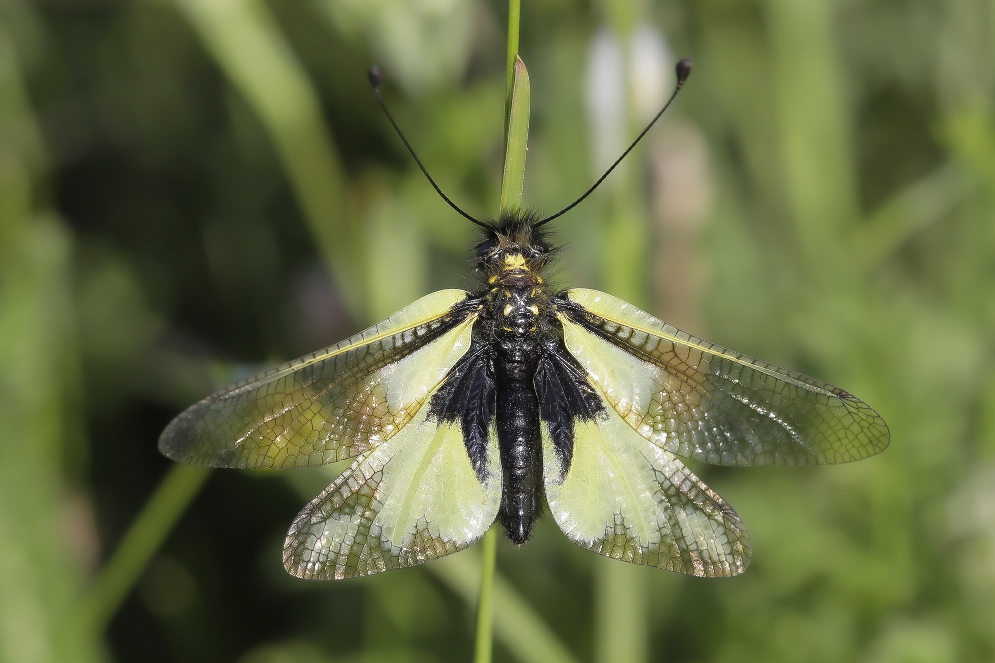 Libelloides coccajus