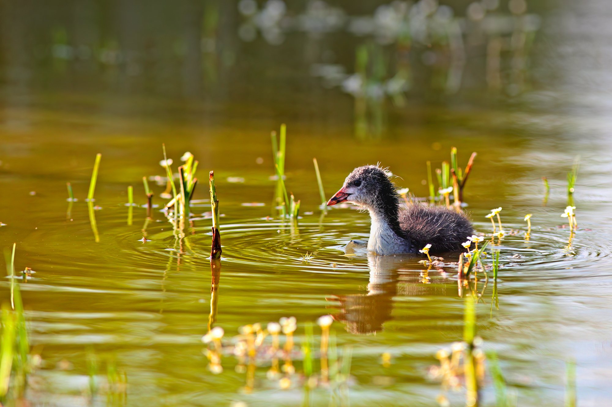 Small of something :)