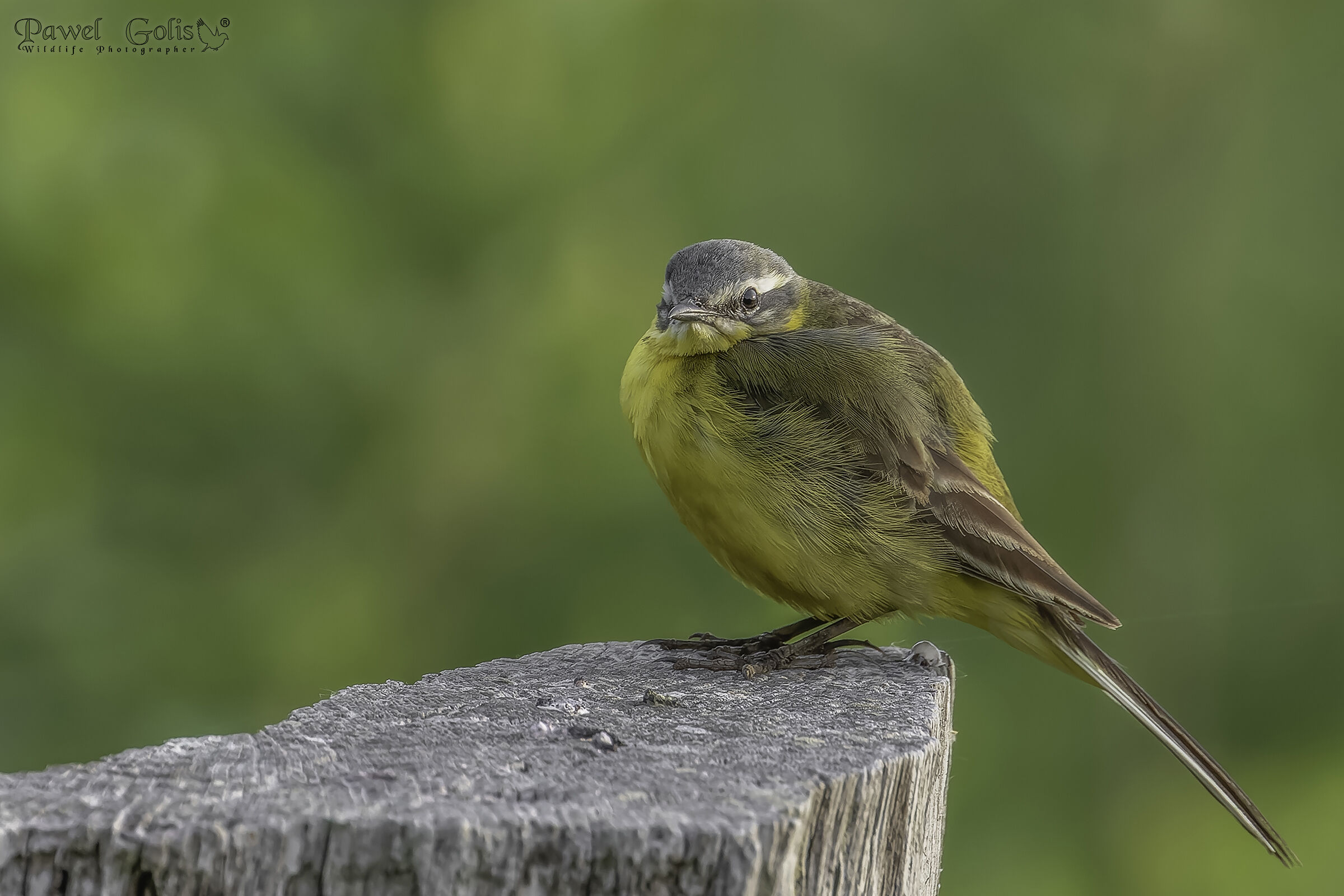 Ballerina gialla (Motacilla flava)