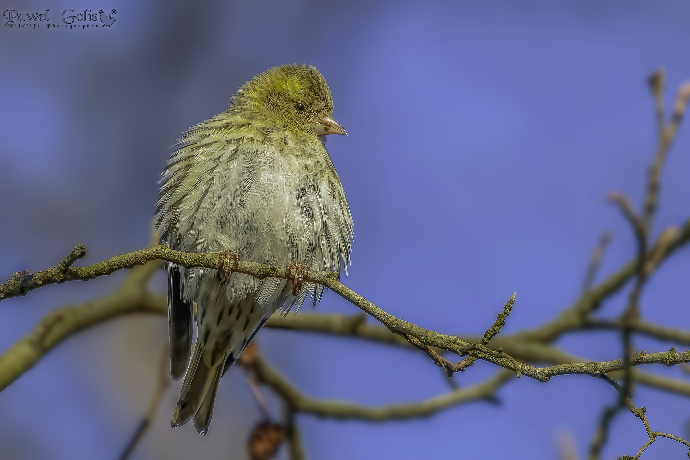 Siskin eurasiatico (Spinus spinus)