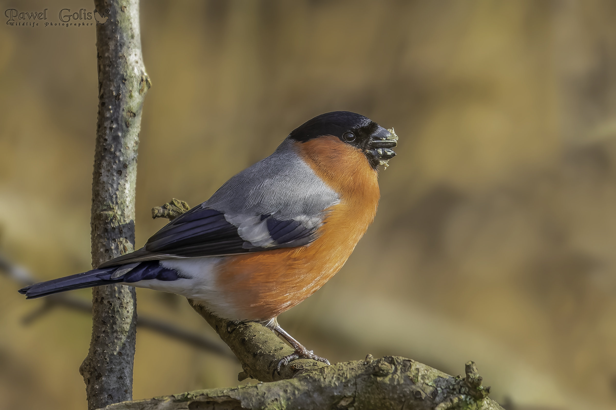 Ciuffolotto eurasiatico (Pyrrhula pyrrhula)