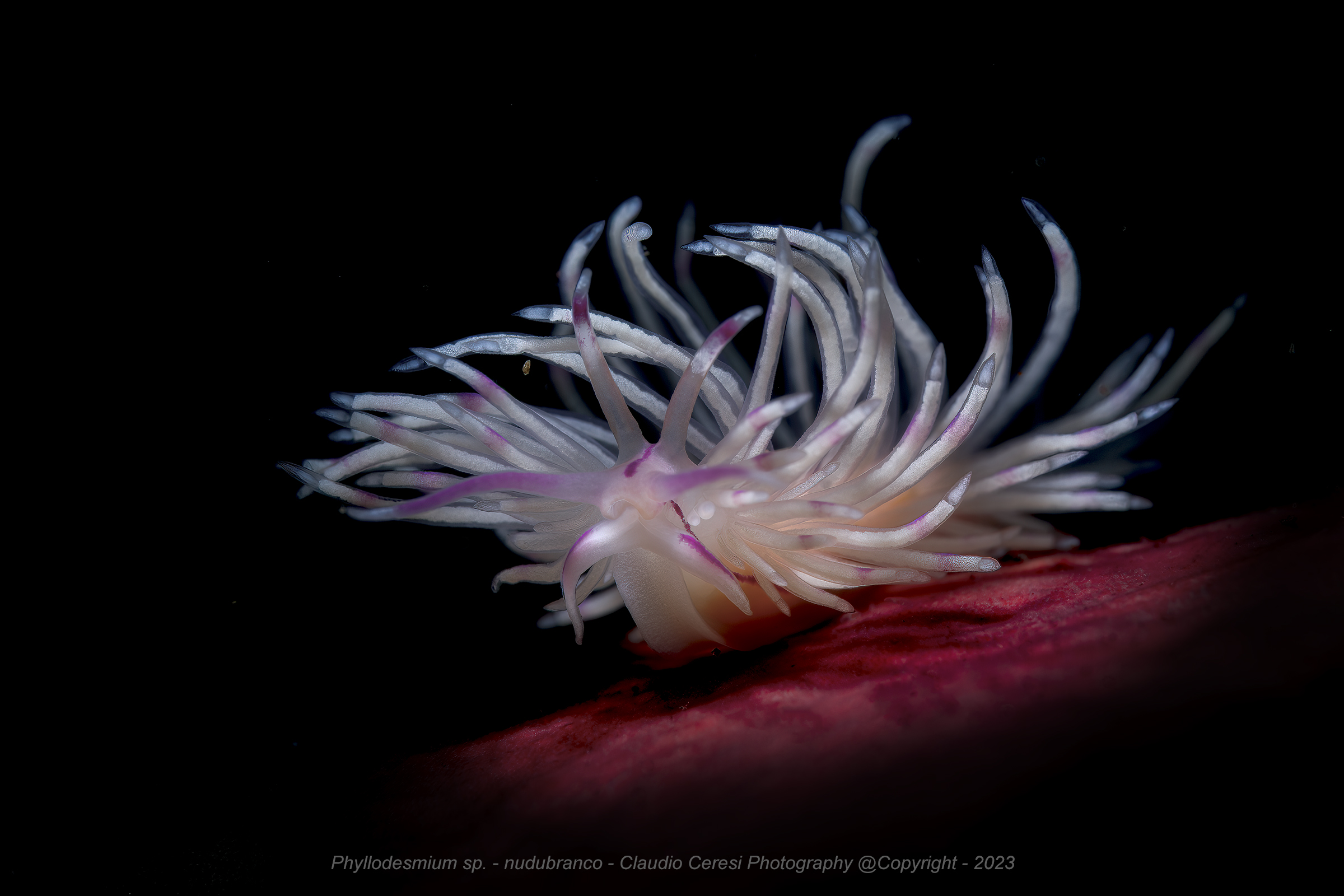 phyllodesmium sp. nudibranch
