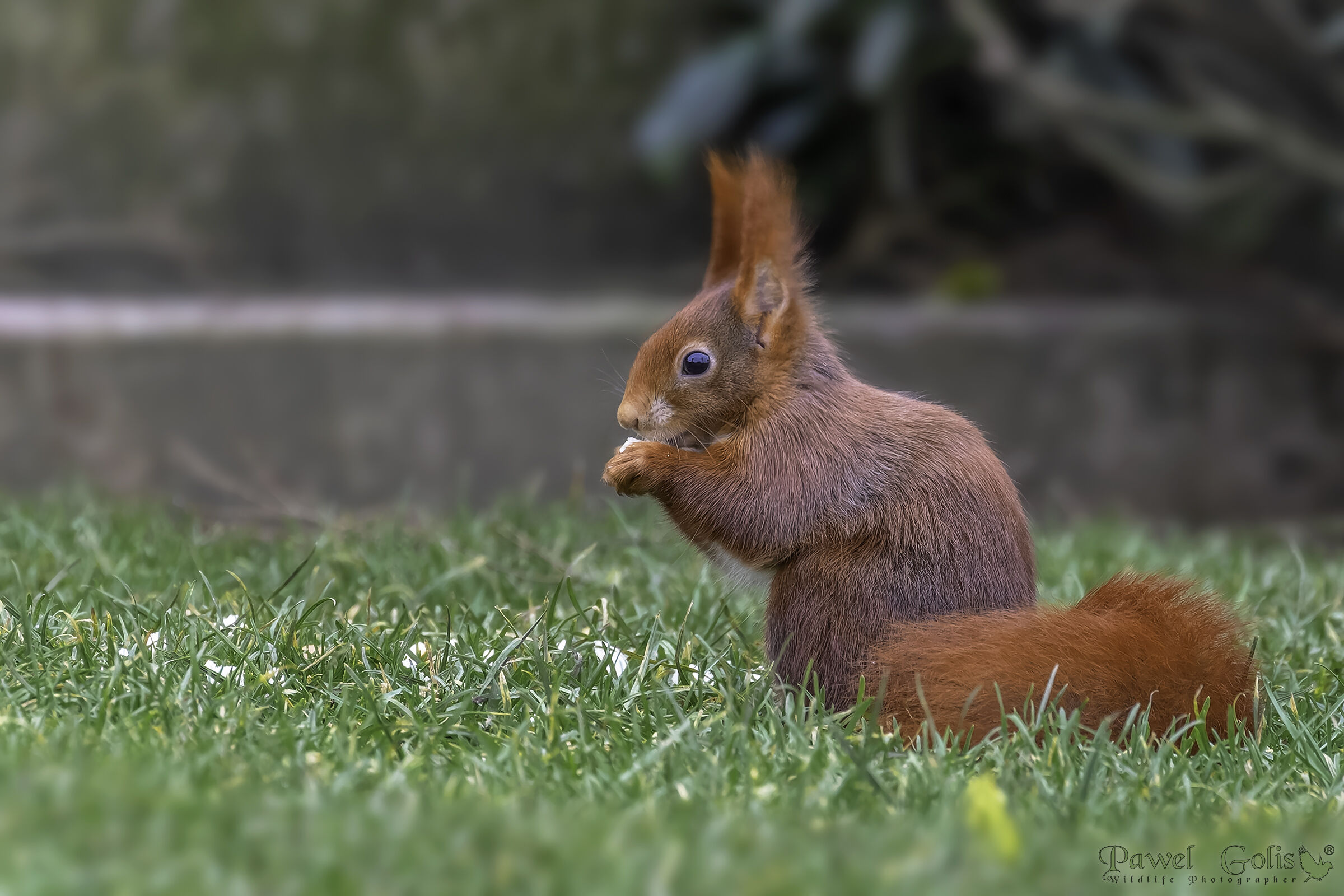 Scoiattolo rosso eurasiatico (Sciurus vulgaris)