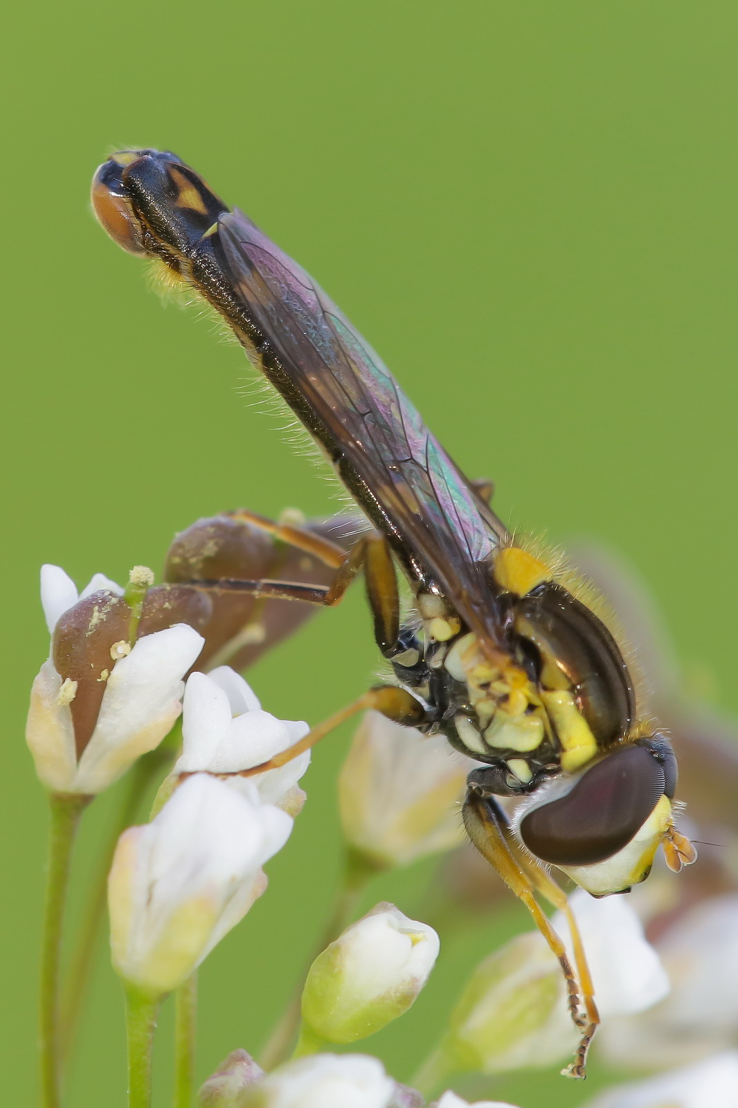 Sphaerophoria scripta male