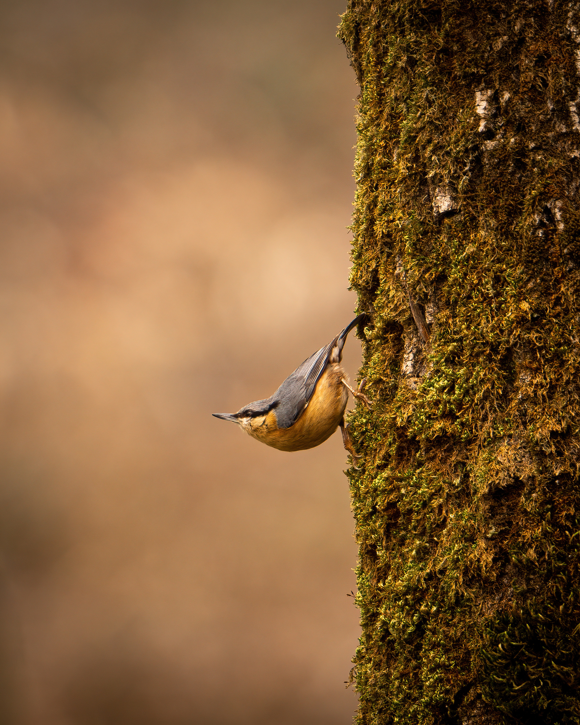 Nuthatch on musk trunk