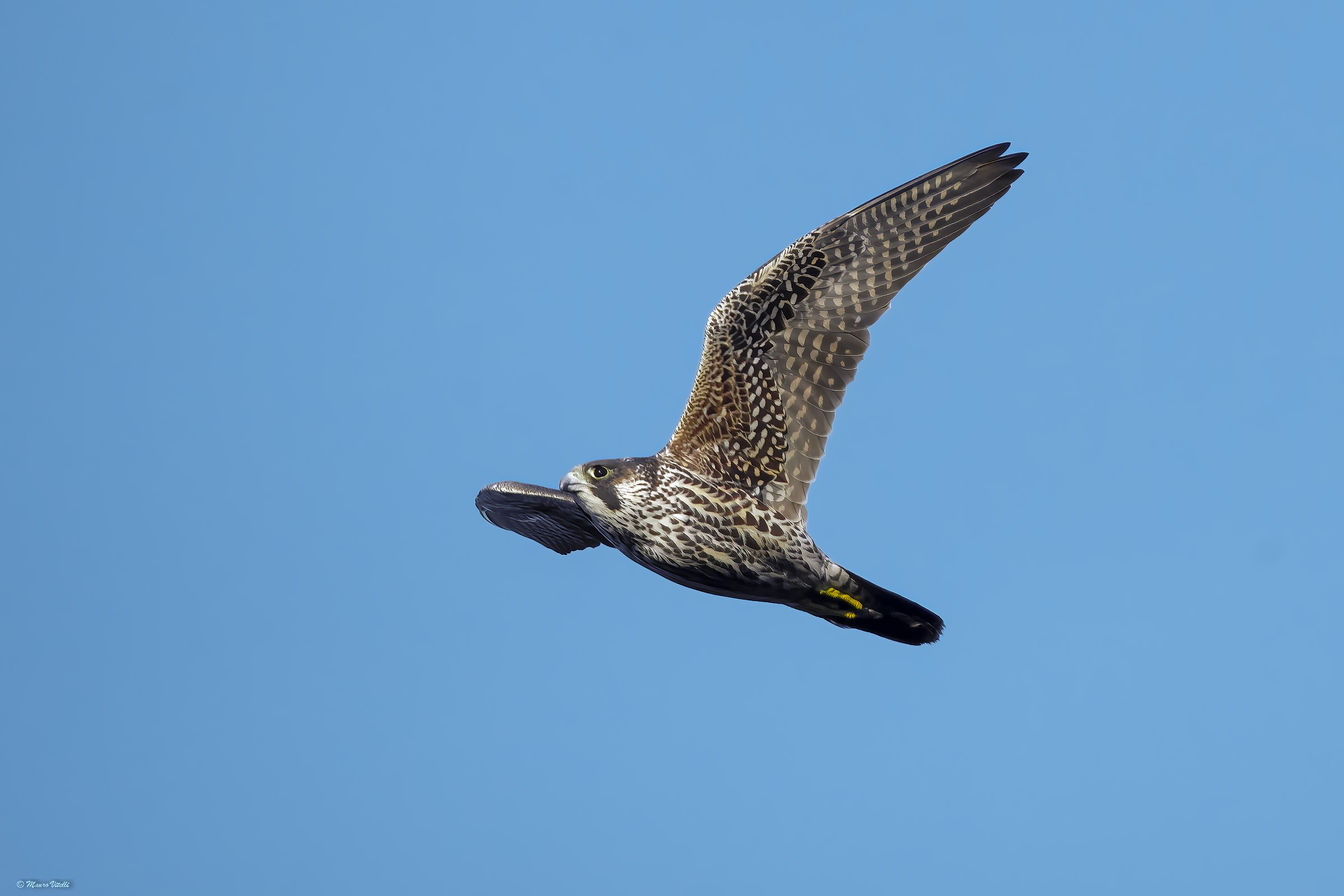Peregrine