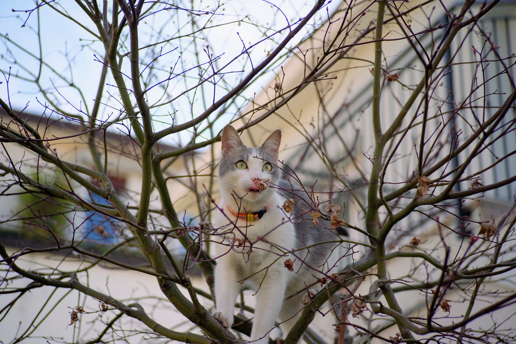 C'era un uccellino qui...