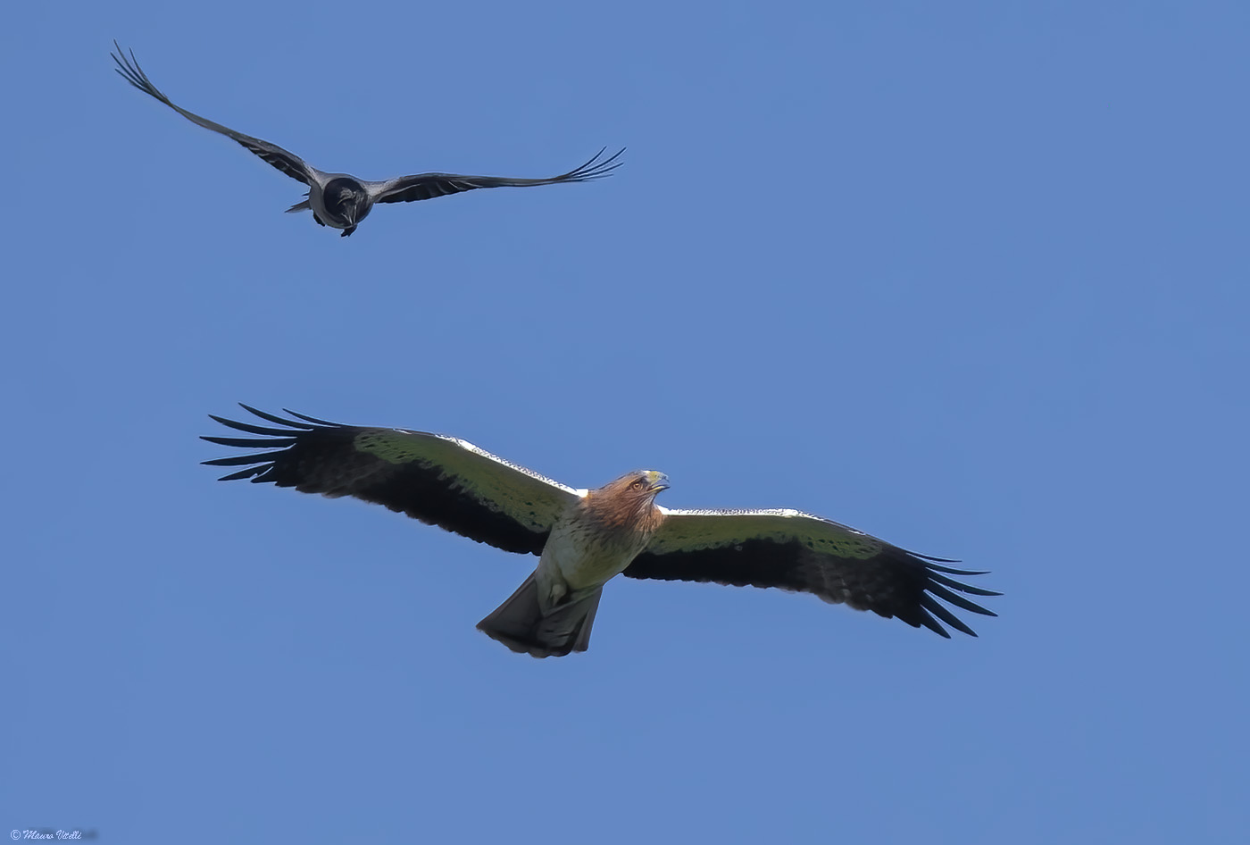 Lesser eagle and crow
