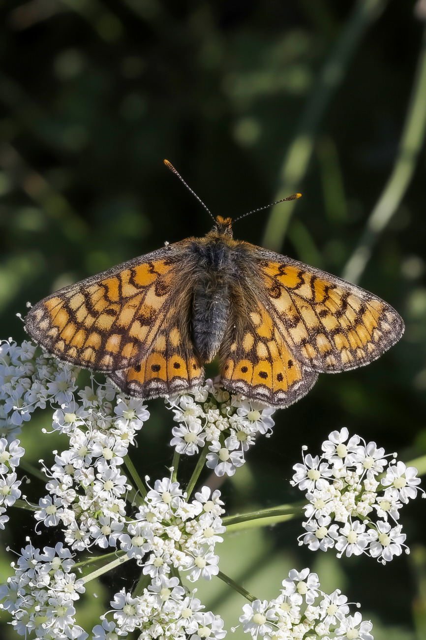 Melitaea sp. z o.o.