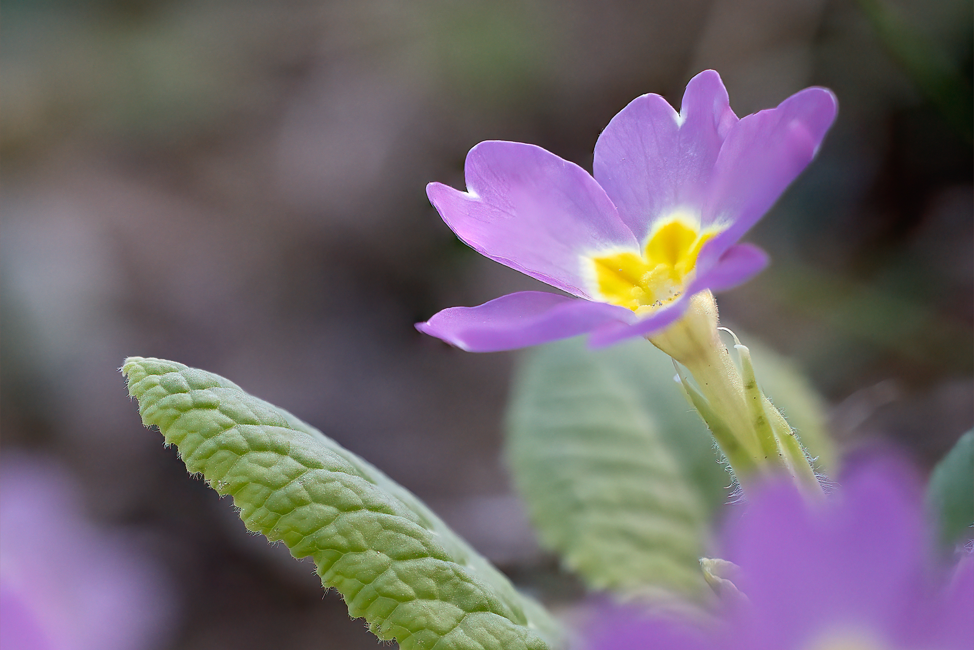 primula color ciclamico
