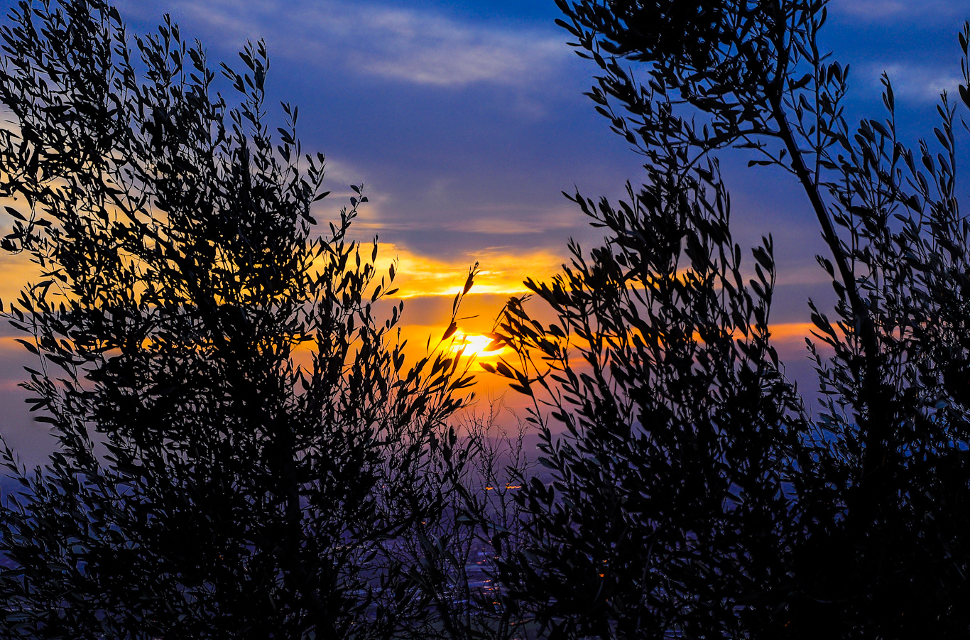 Sunset among the olive trees