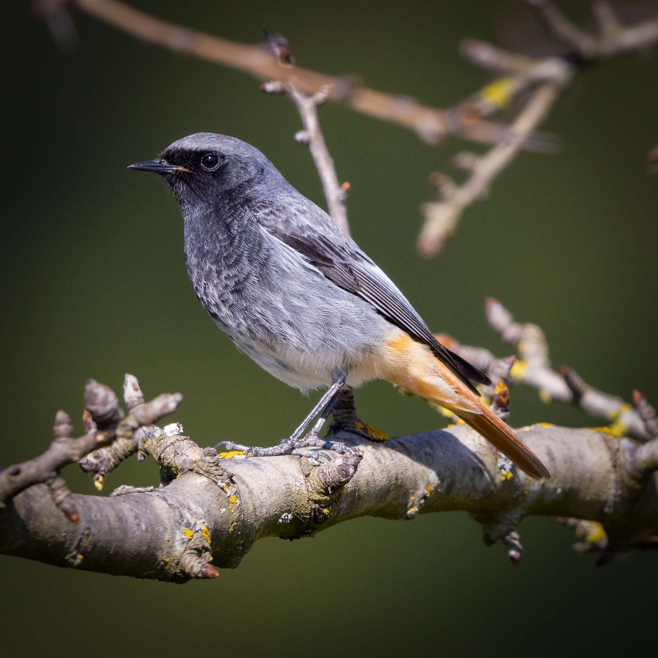 Phoenicurus ochruros (Codirosso Spazzacamino)