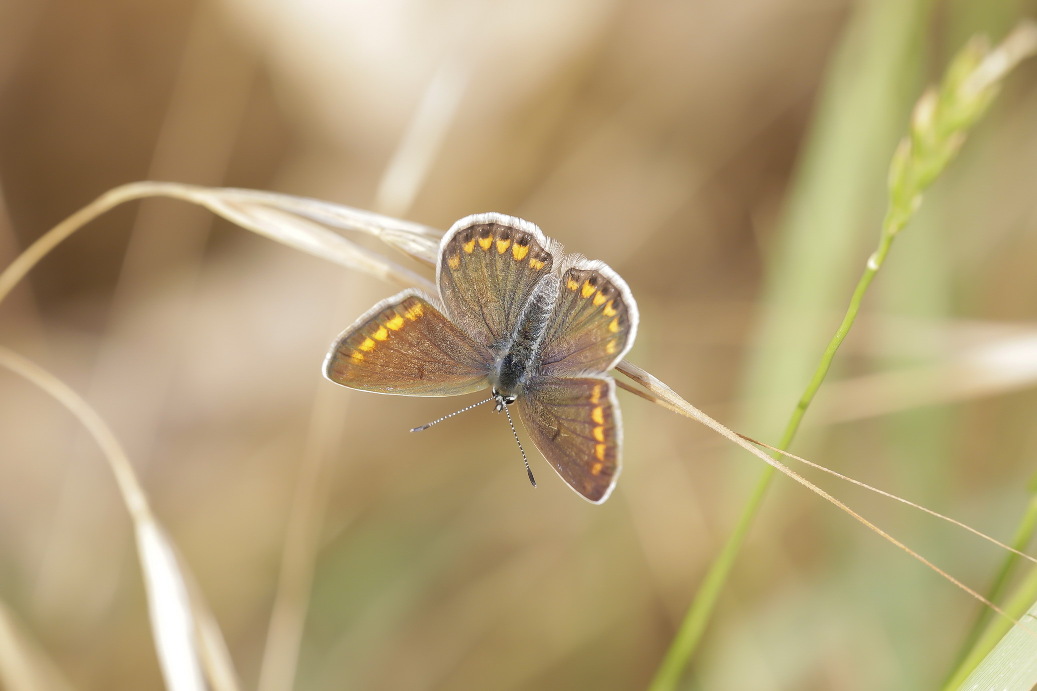 Polyommatus icarus female
