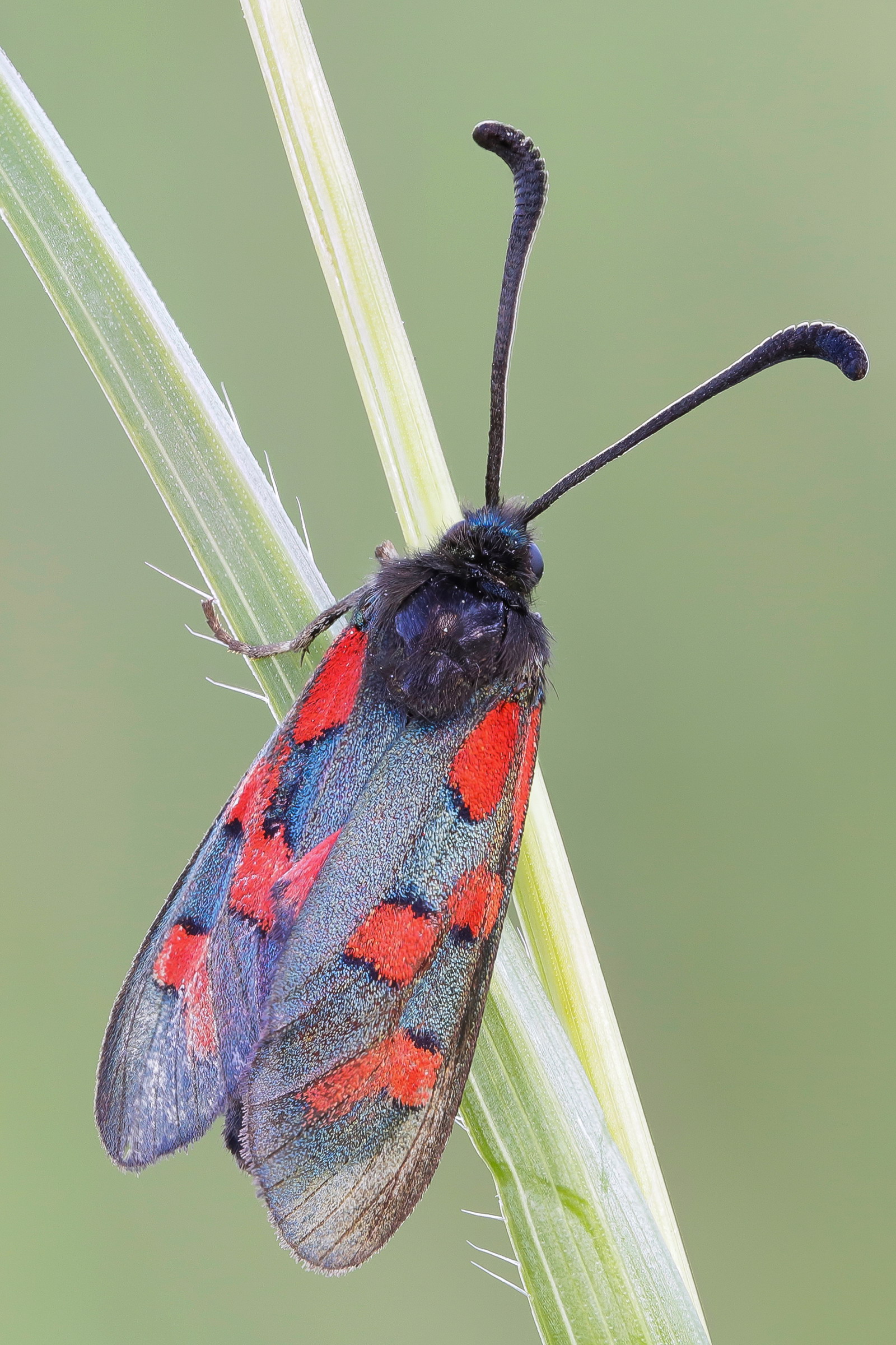 Zygaena oxytropis