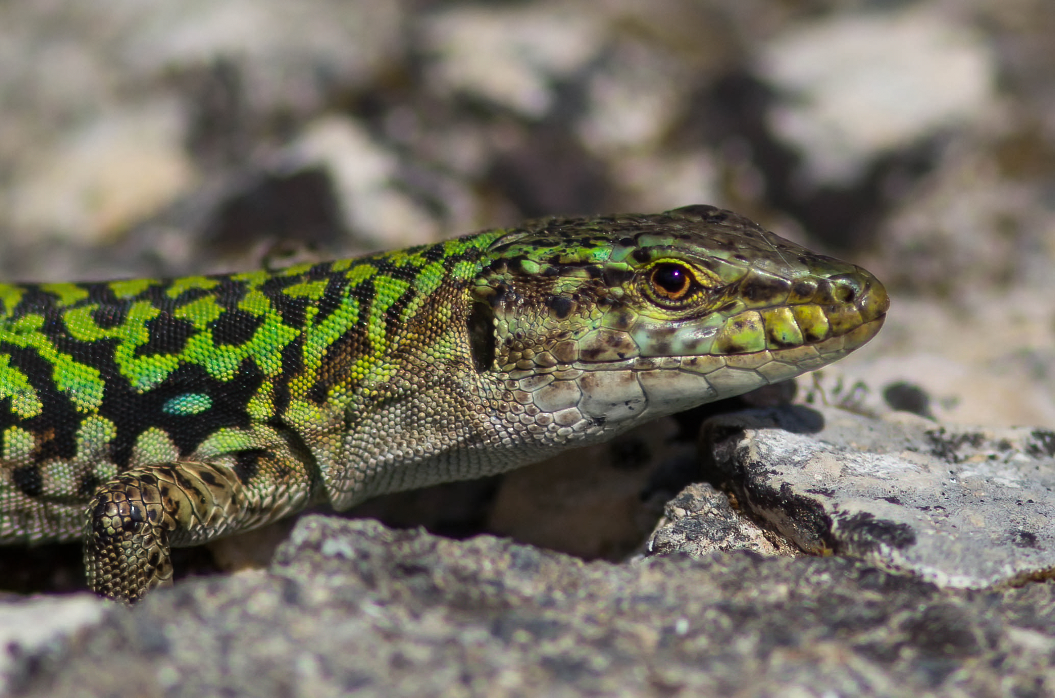 First lizard of the season